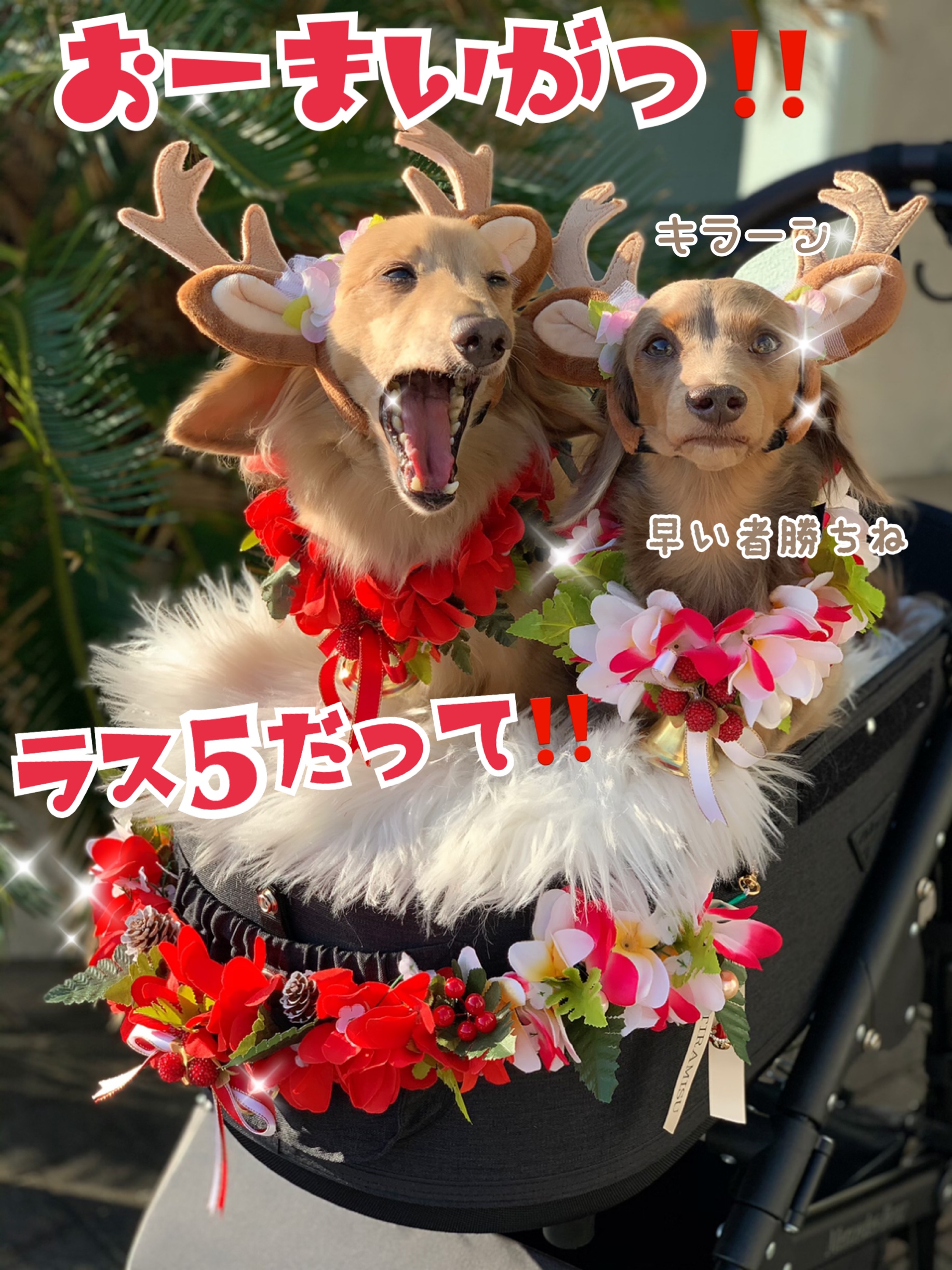 クリスマスレイ、残りラスト５個のみ‼️