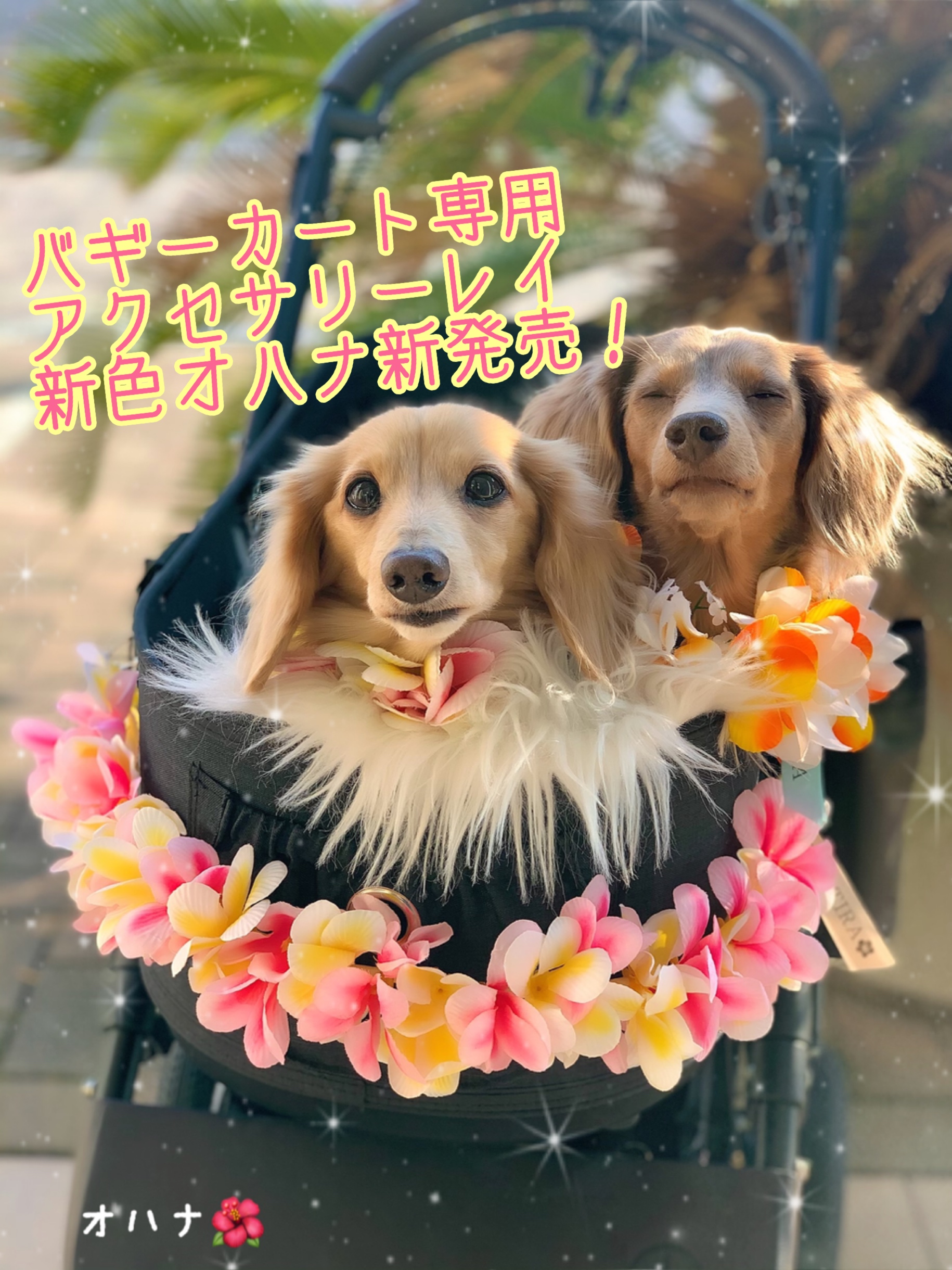 バギーカート新色オハナ新発売❤️