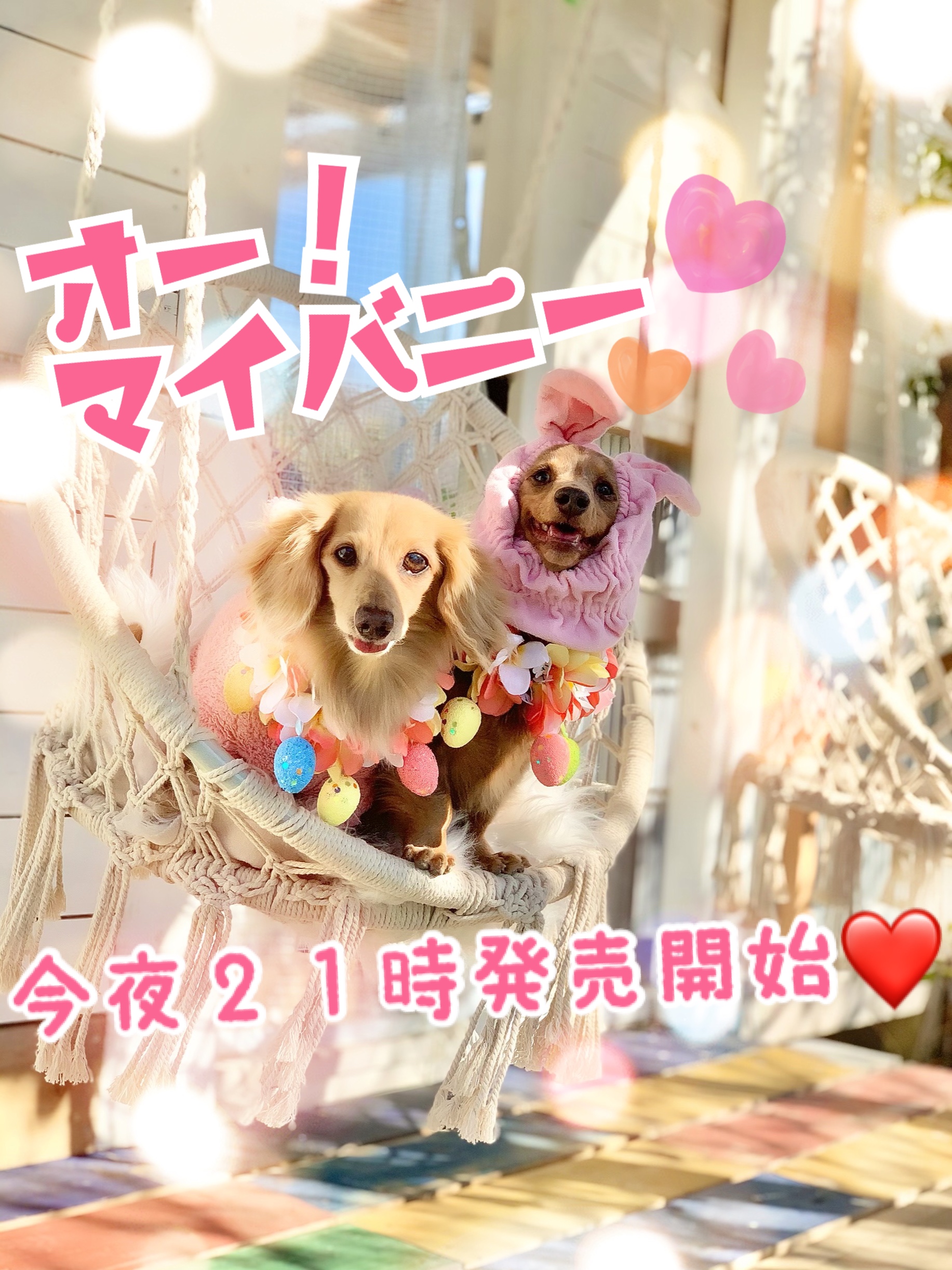 本日オー！マイバニー新発売❤️