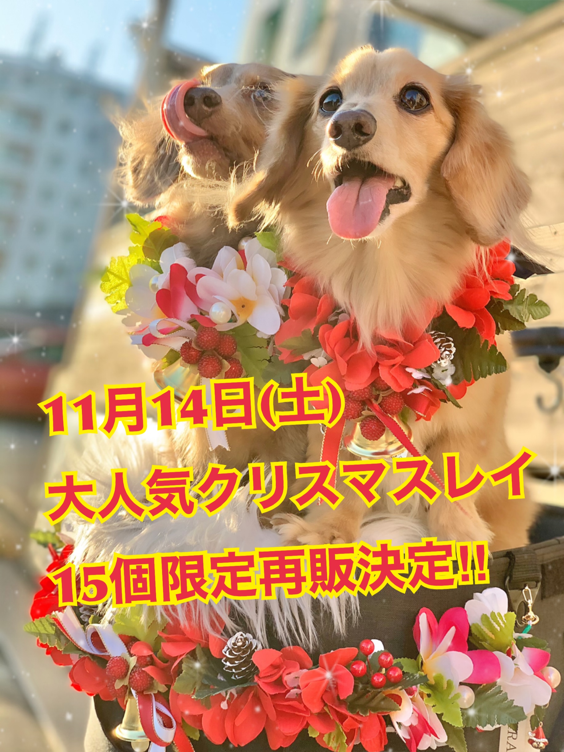 大人気クリスマスレイ再販決定‼️