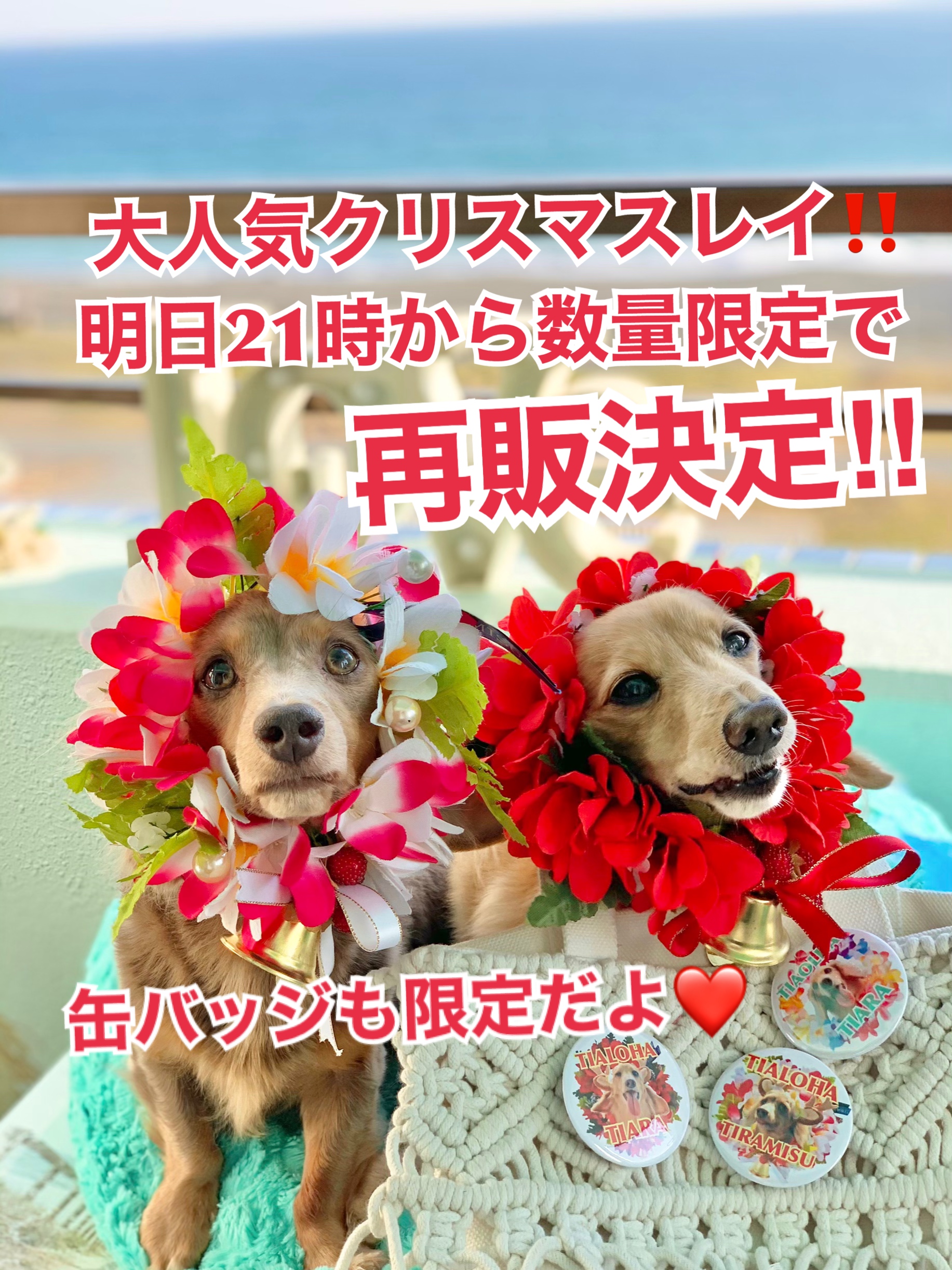 クリスマスレイ明日21時再販決定‼️