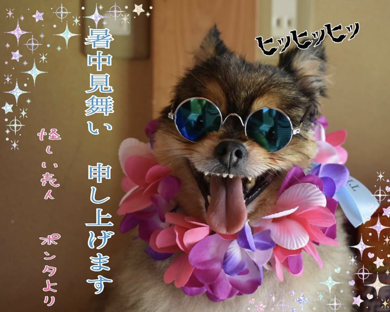 ポメ界にもティアロハ旋風❤️