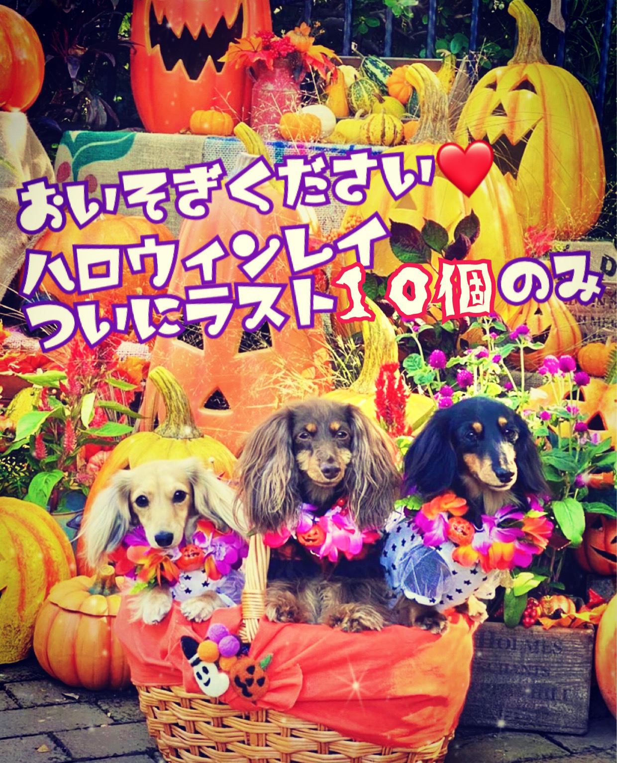 ついに残り10個きりました‼️