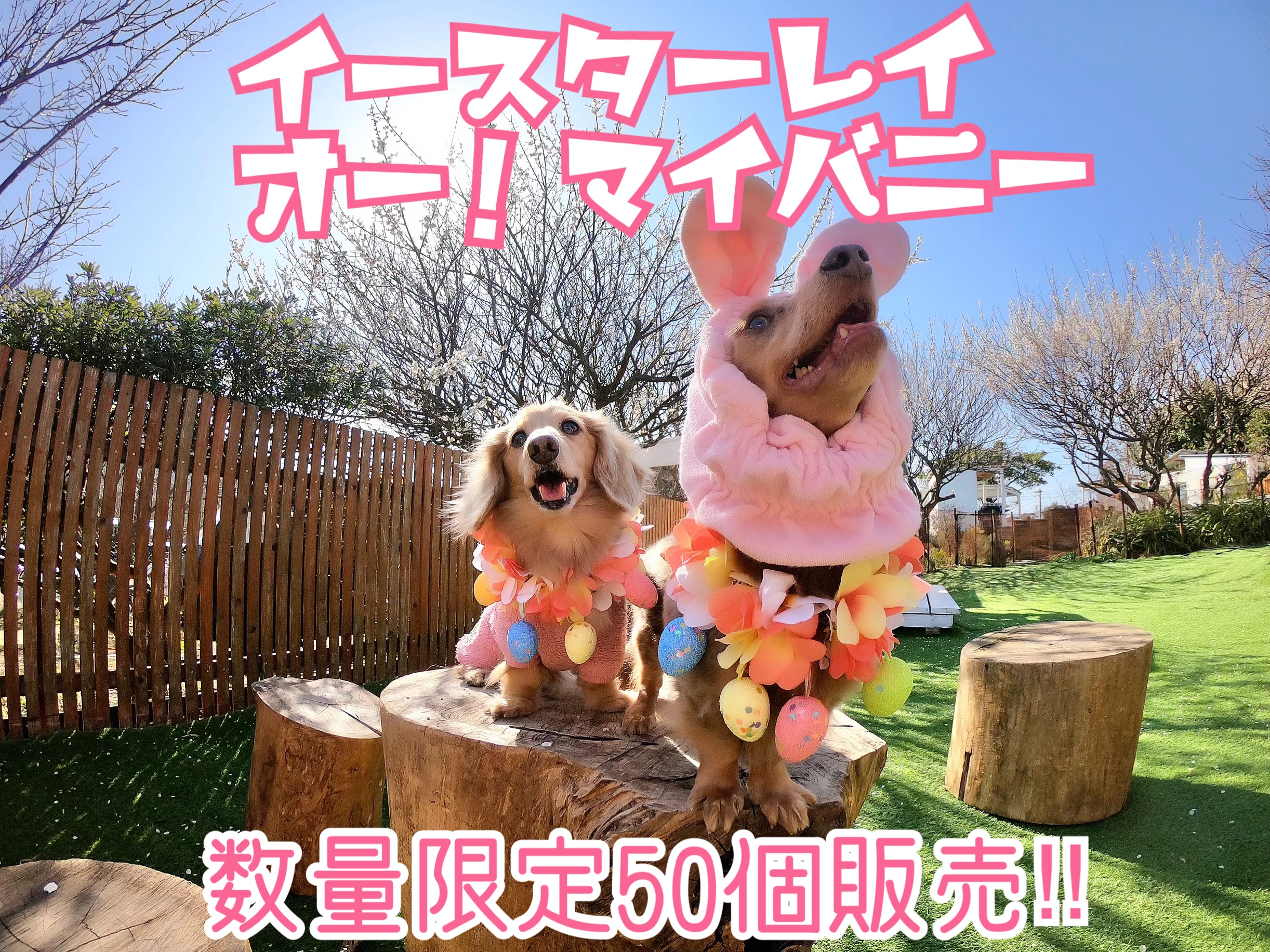 1ヶ月間だけの数量限定50個モデル‼️