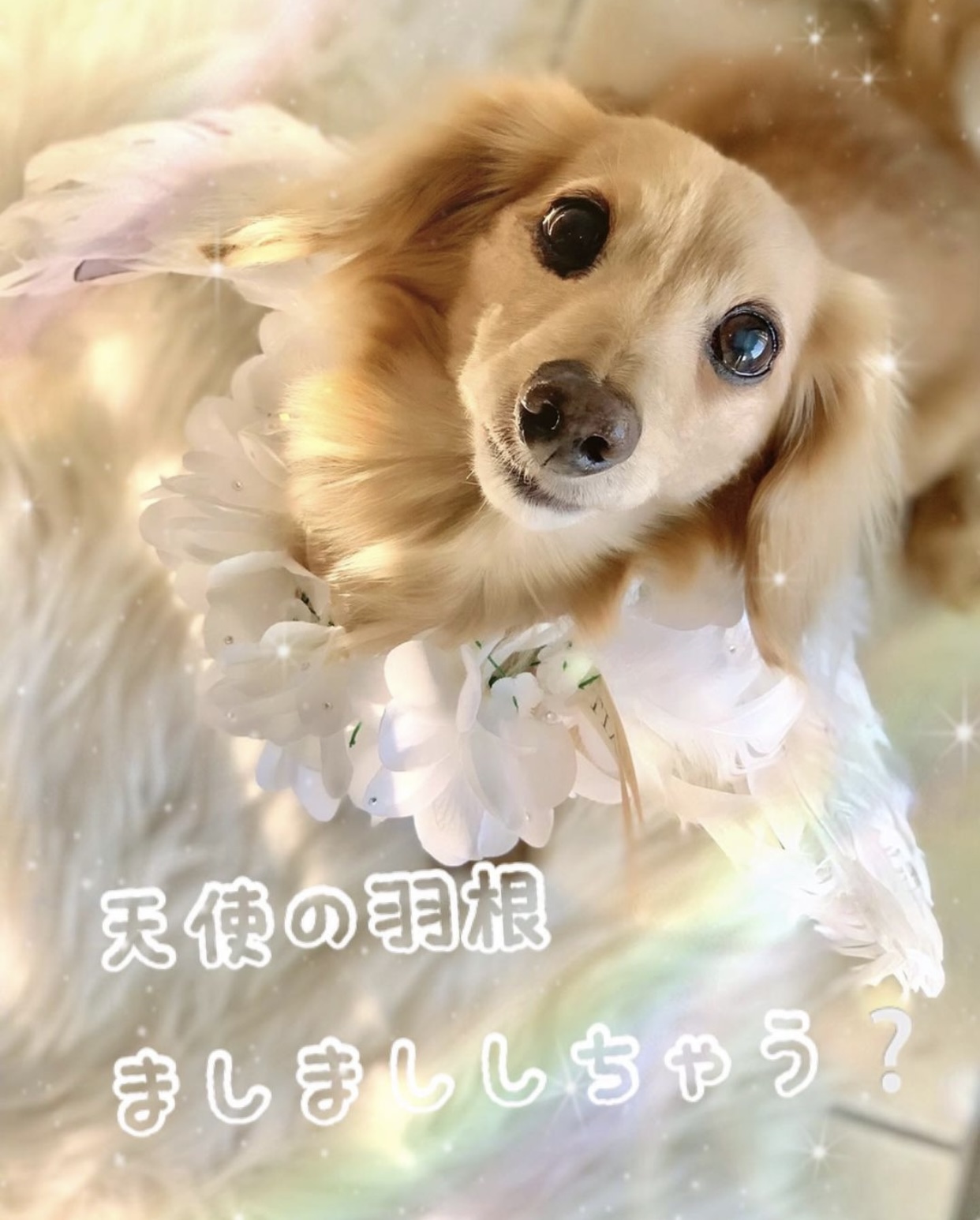 スワロフスキー＆天使の羽根ましましオプション❤️