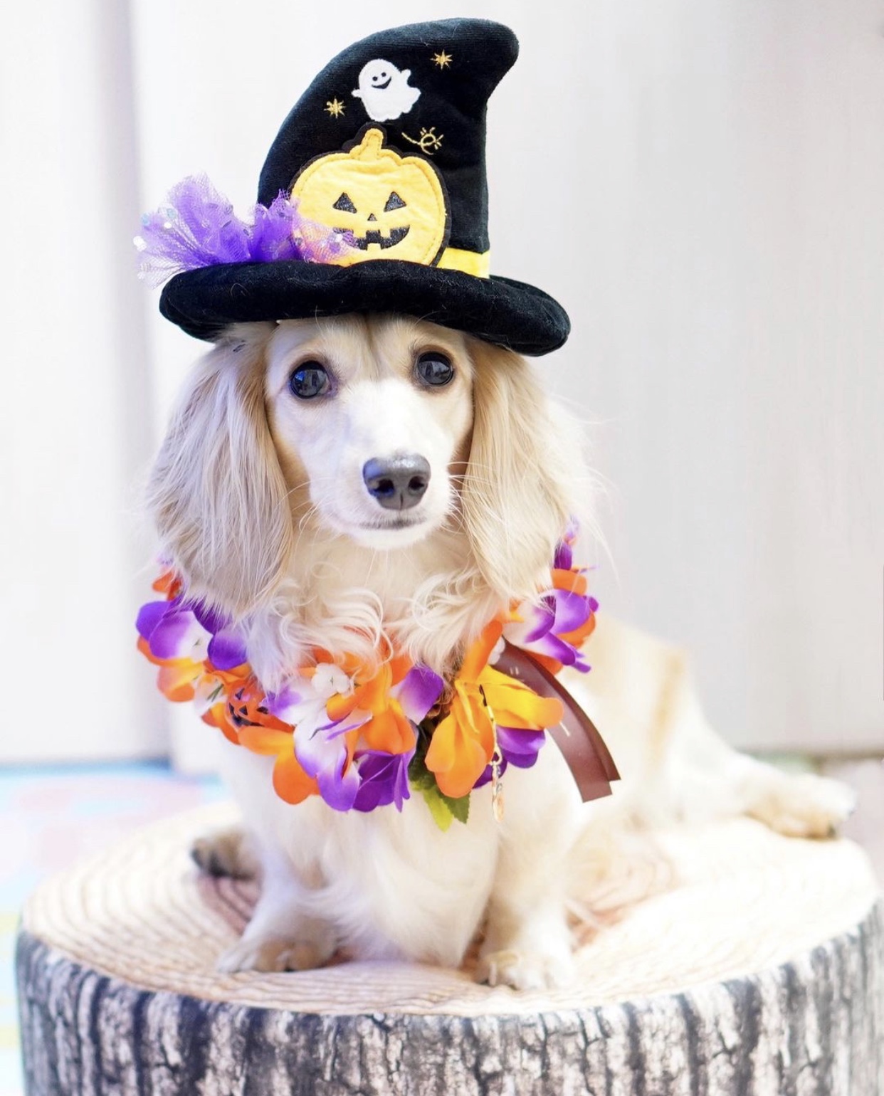 【残りわずか‼️】ハロウィンレイ🎃