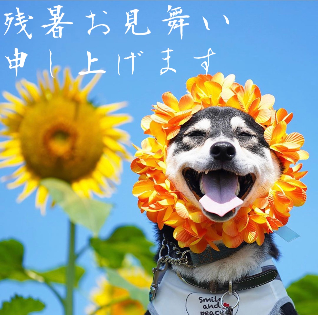残暑お見舞い申し上げます。
