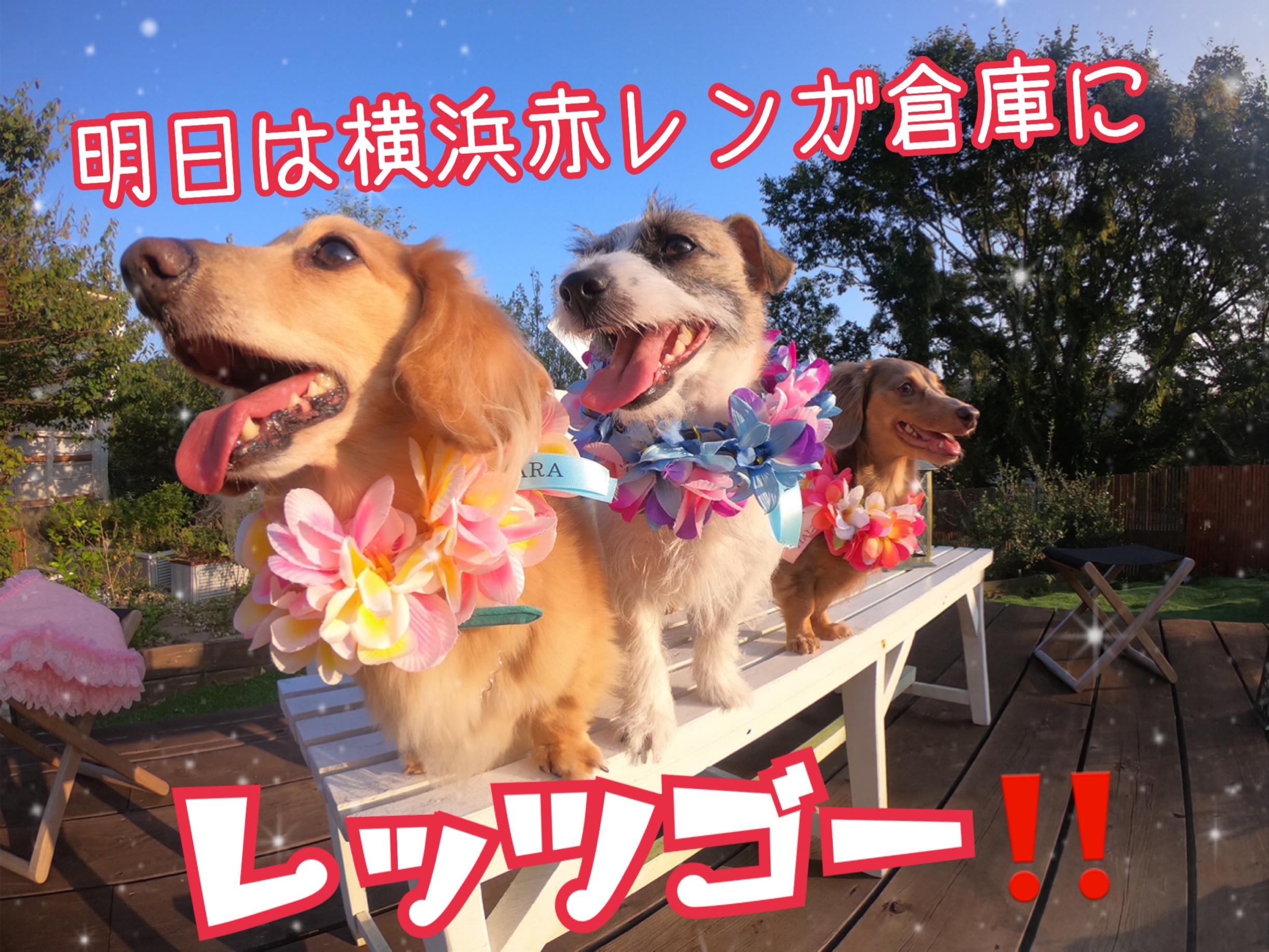 明日は赤レンガ倉庫のイベントへレッツゴー❣️
