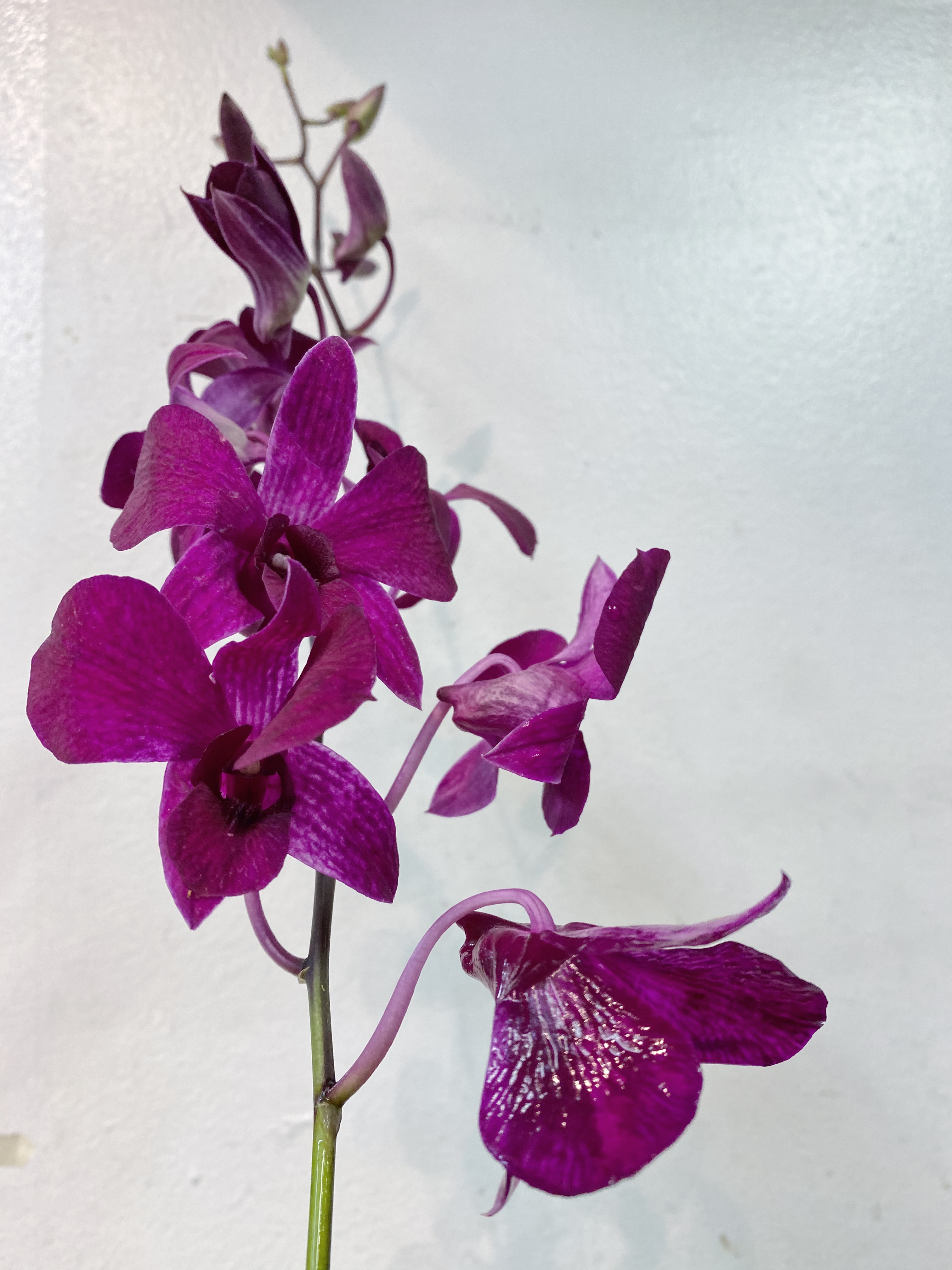 気になるお花のはなし