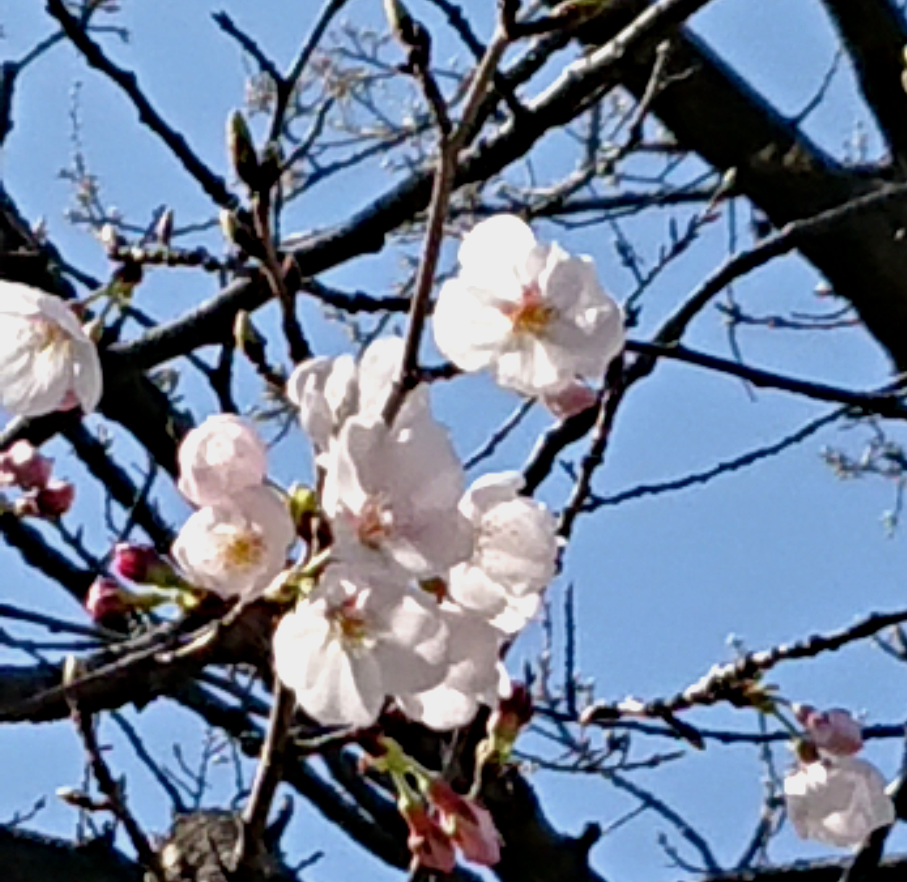 桜を見ながら
