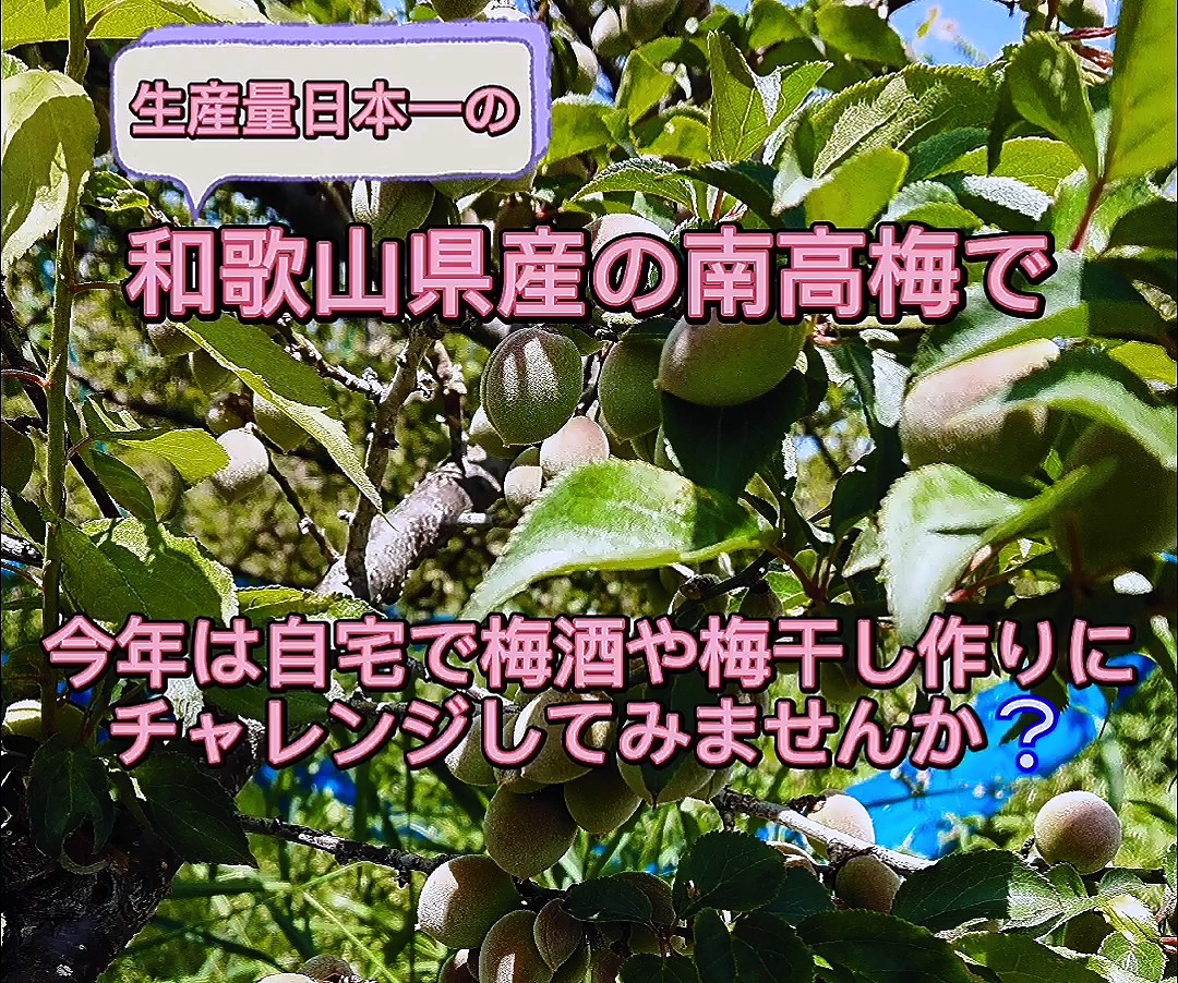 今年も梅のシーズンが始まりました❕