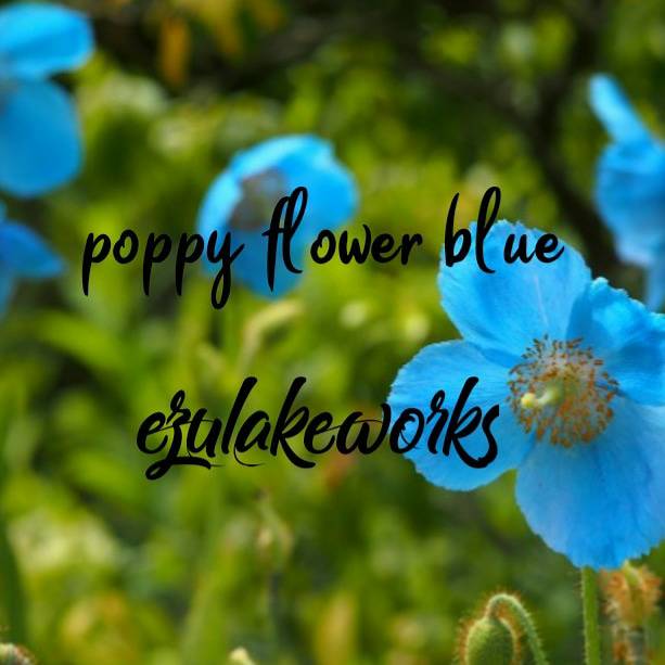  Blue poppy flower 
