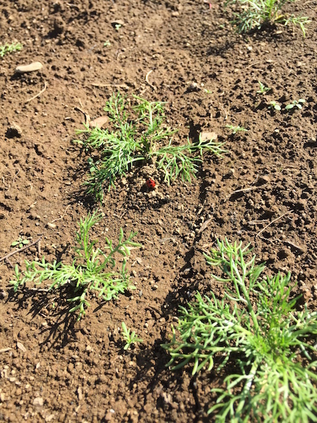 久し振りの香草園、楽しみとドキドキ