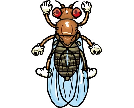 コバエなど（飛翔虫など）の対策