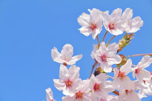新生活！春からの必需品は