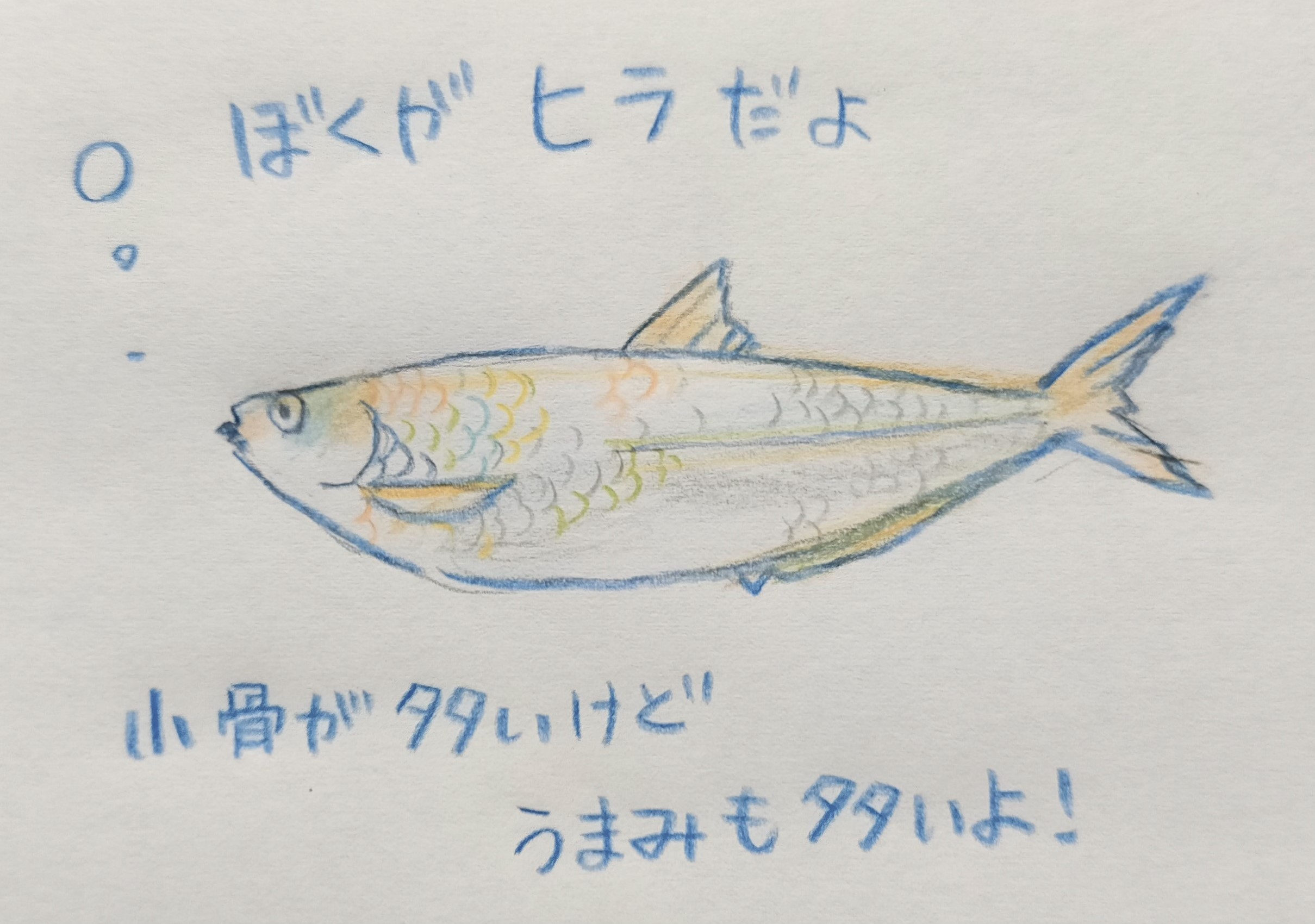 瀬戸内海の魚🐟