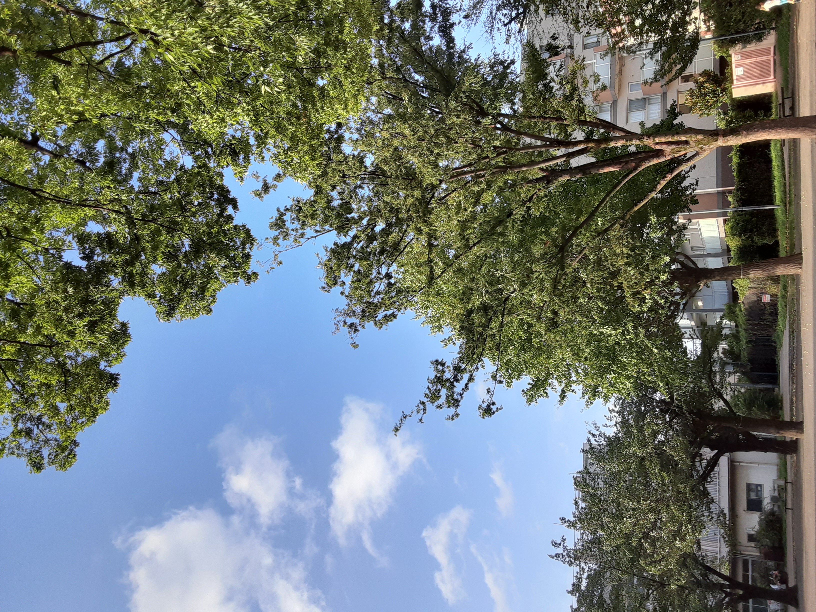 蝉の鳴き声をききながら公園で日焼けする貴重な時