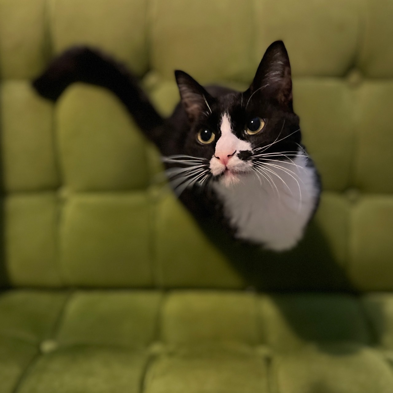 アルちゃんクラウドファンディング