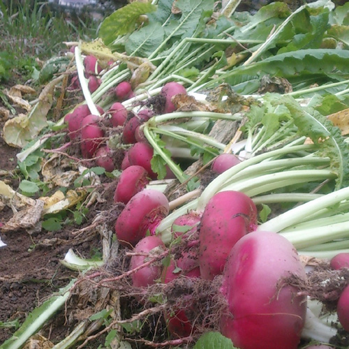 赤かぶのお漬物　－　飛騨伝統の発酵食品　その１