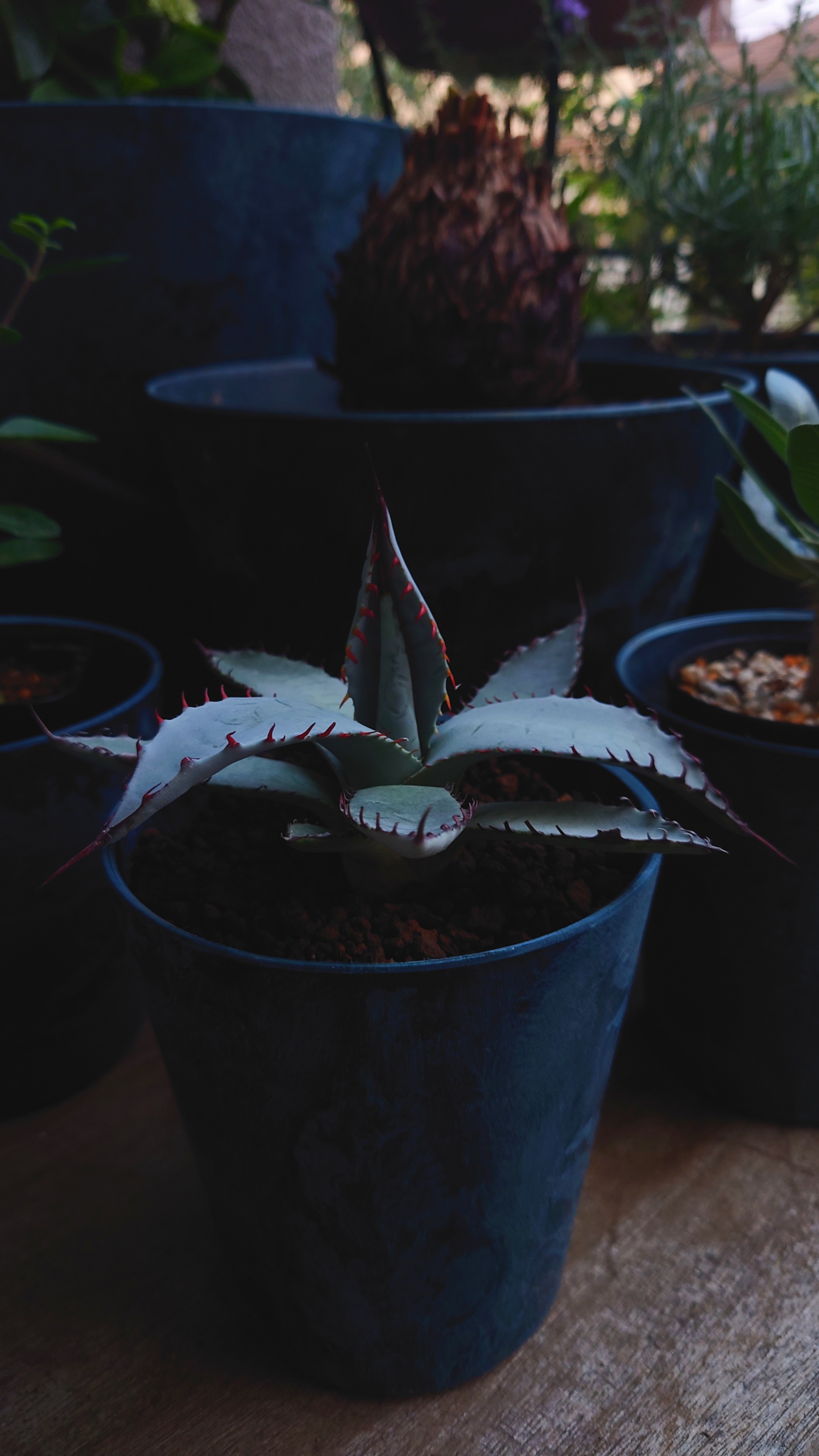 STANCE : Agave titanota