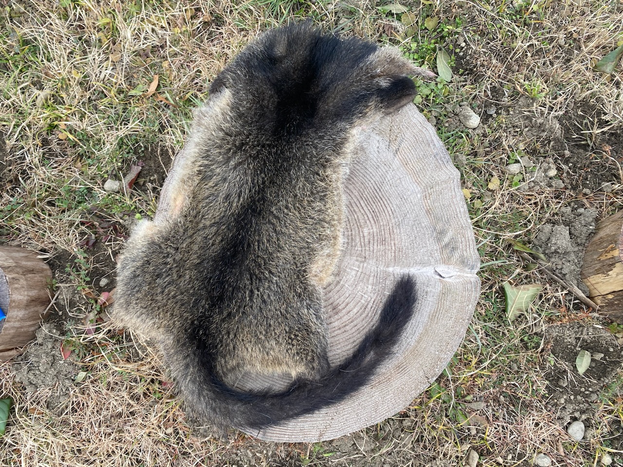 雷獣と呼ばれた獣