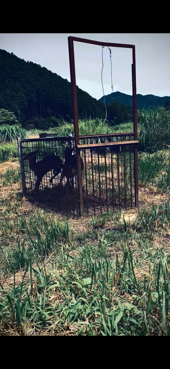 一つの檻に、鹿が二頭