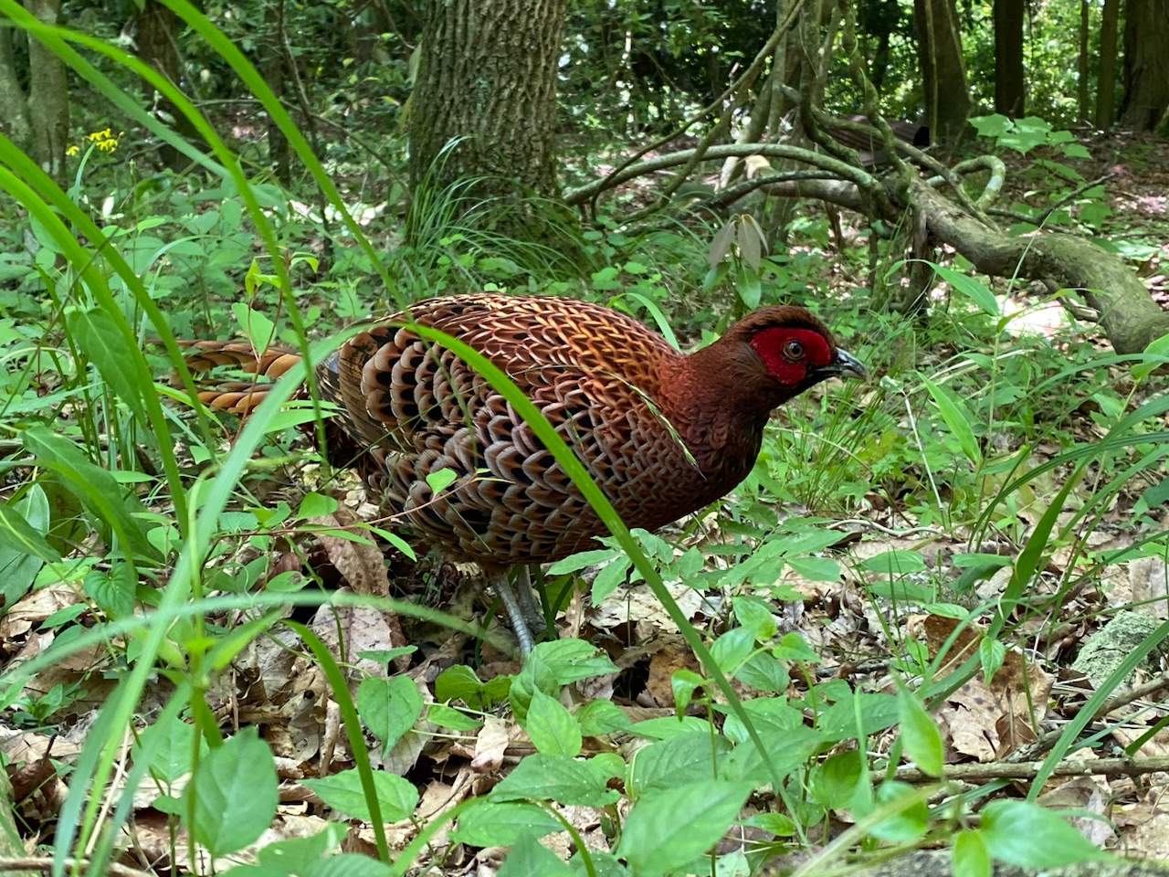 山雉と戯れる