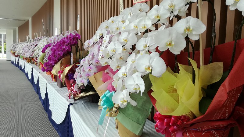 胡蝶蘭を贈る時のマナーについて