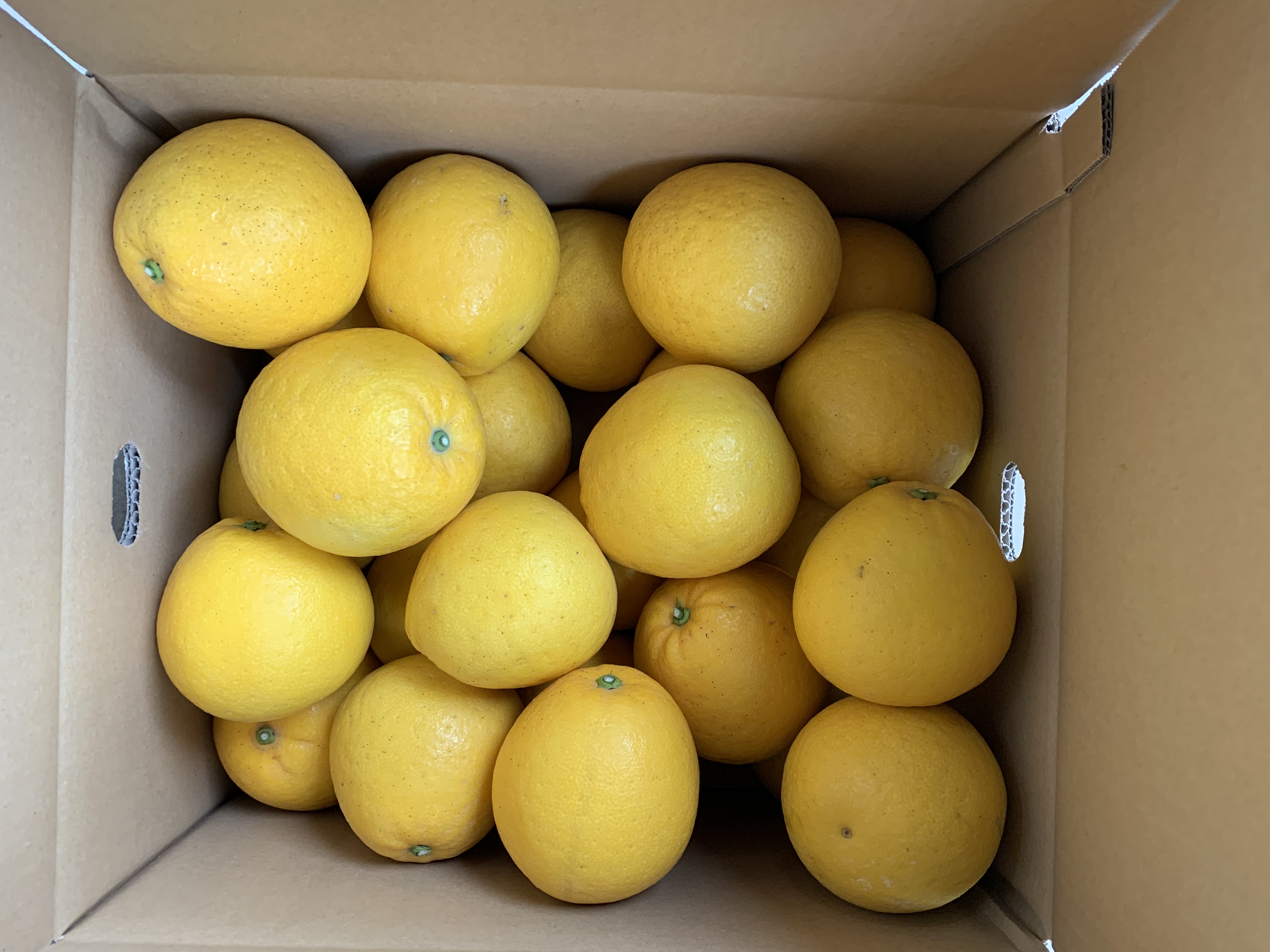 晩柑発売開始です!