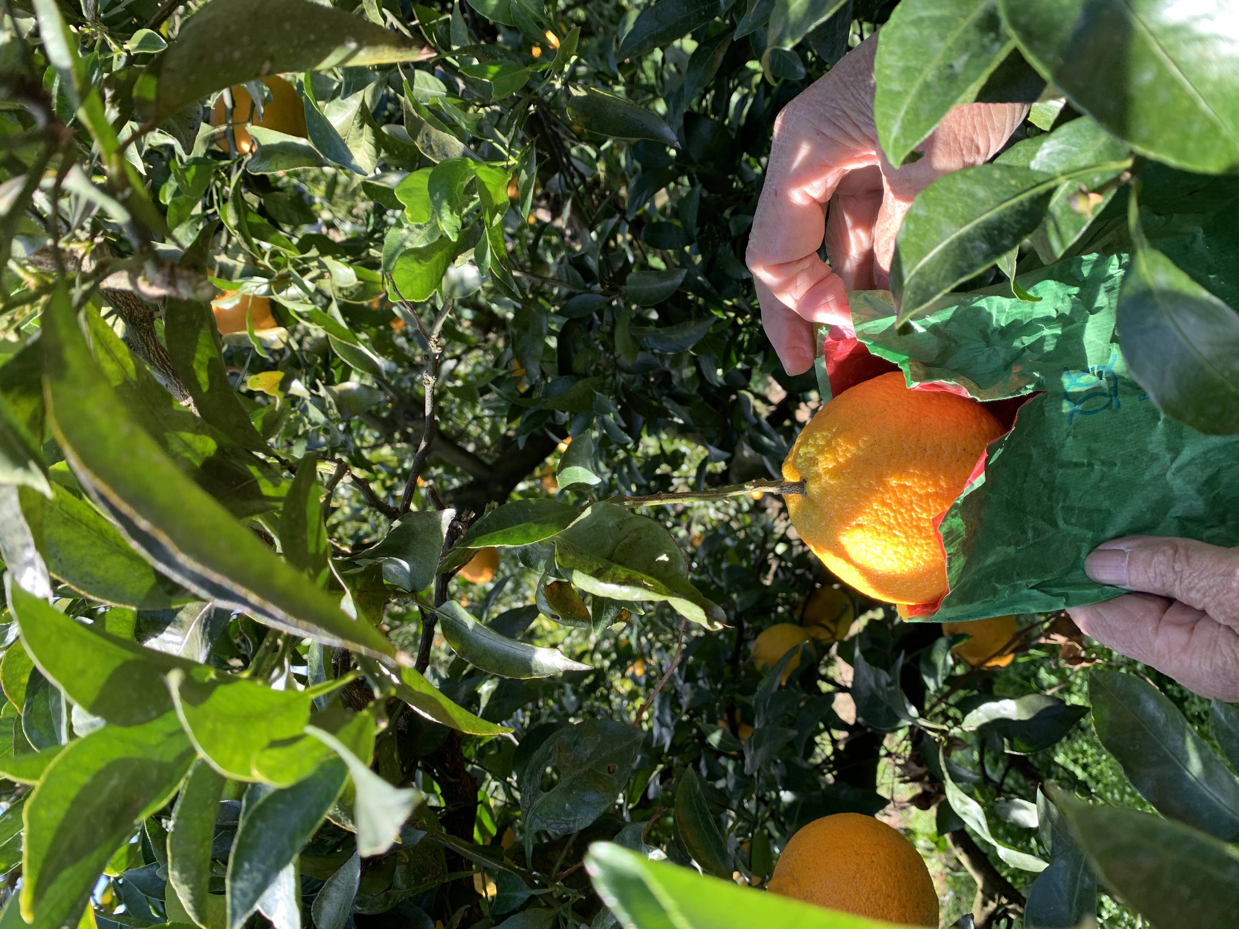 デコポン袋掛け