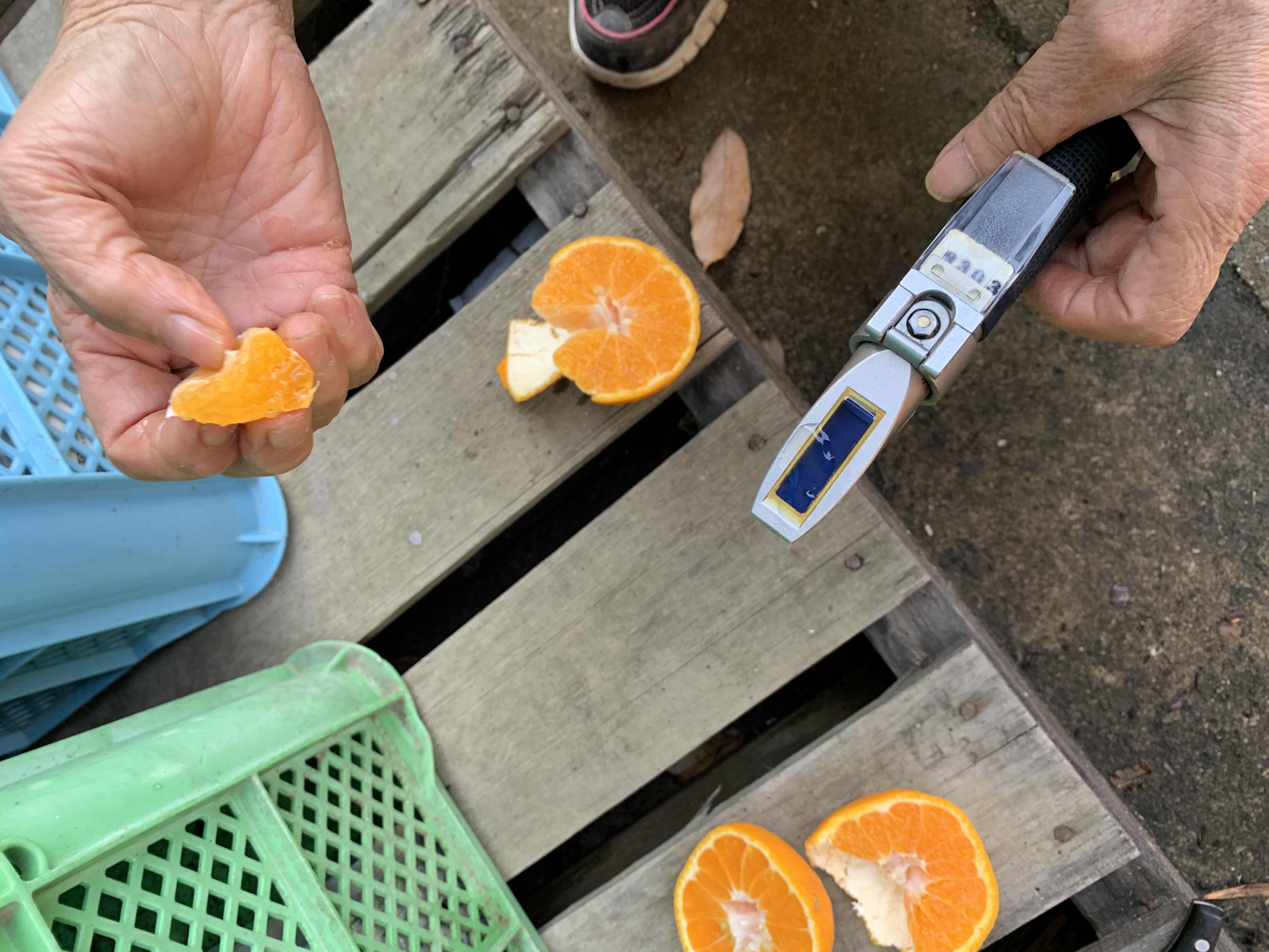 デコポン糖度15度まで上ってます!