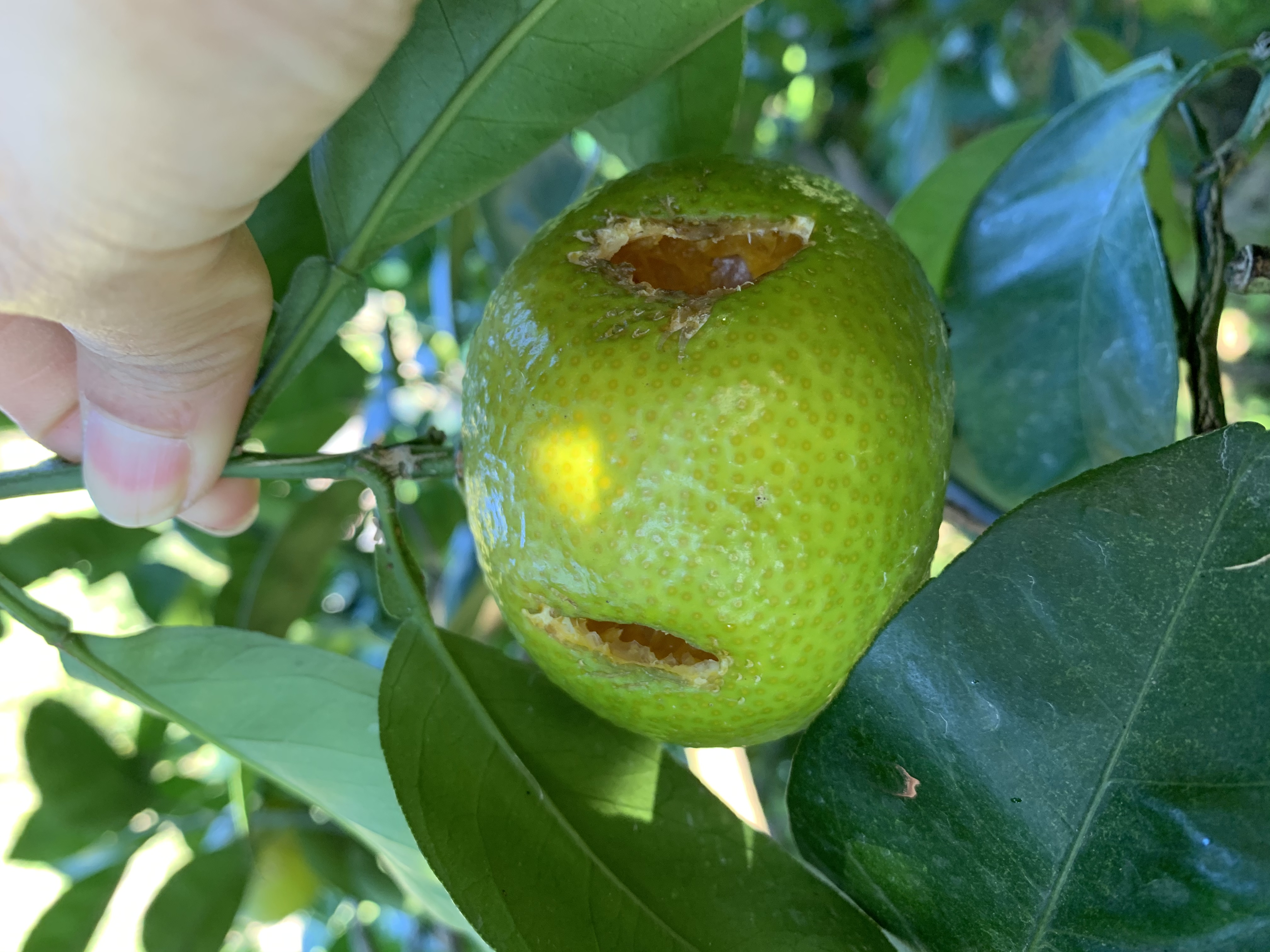 鳥に食べられる前に販売します!