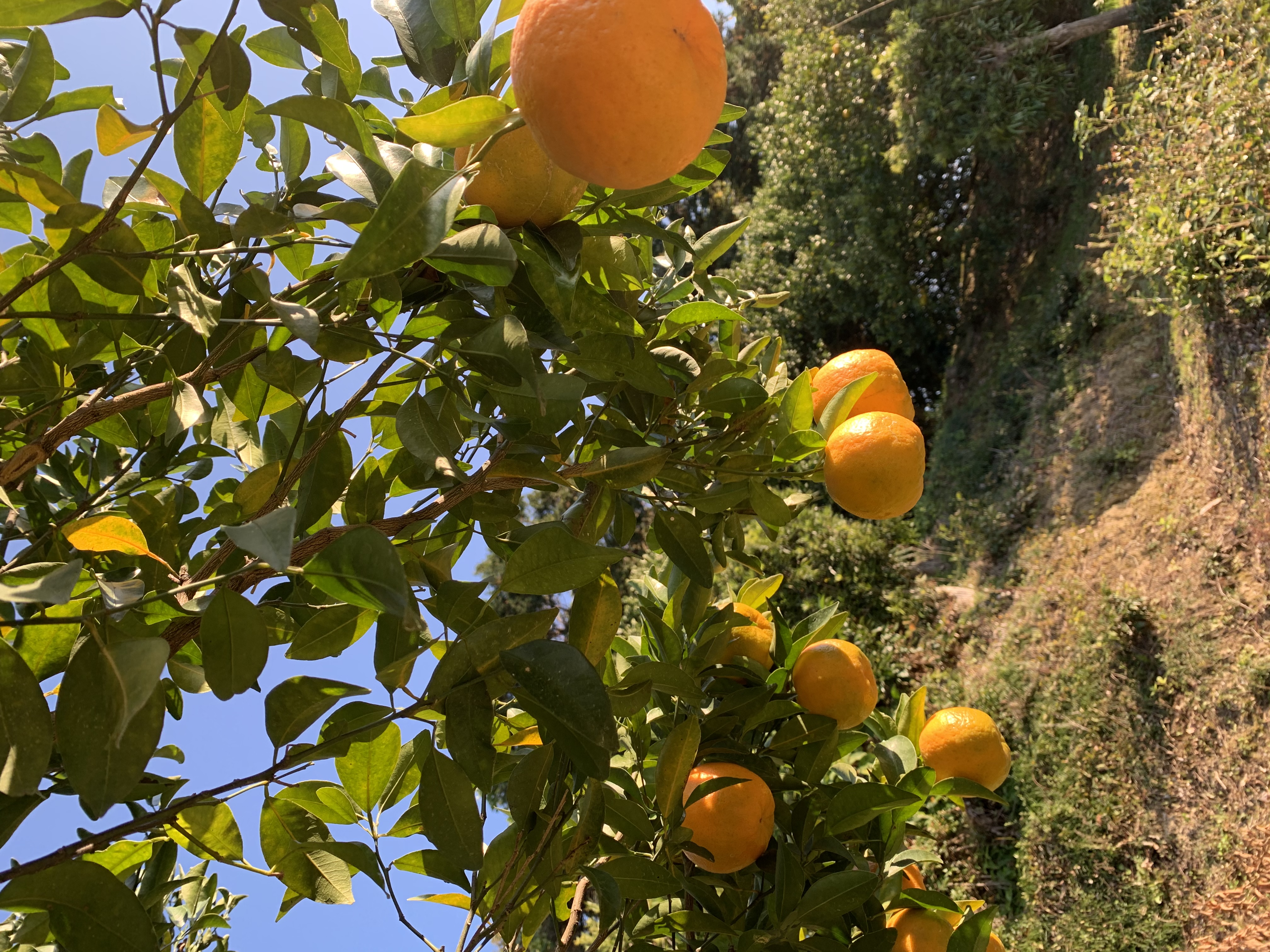 ポンカン収穫開始