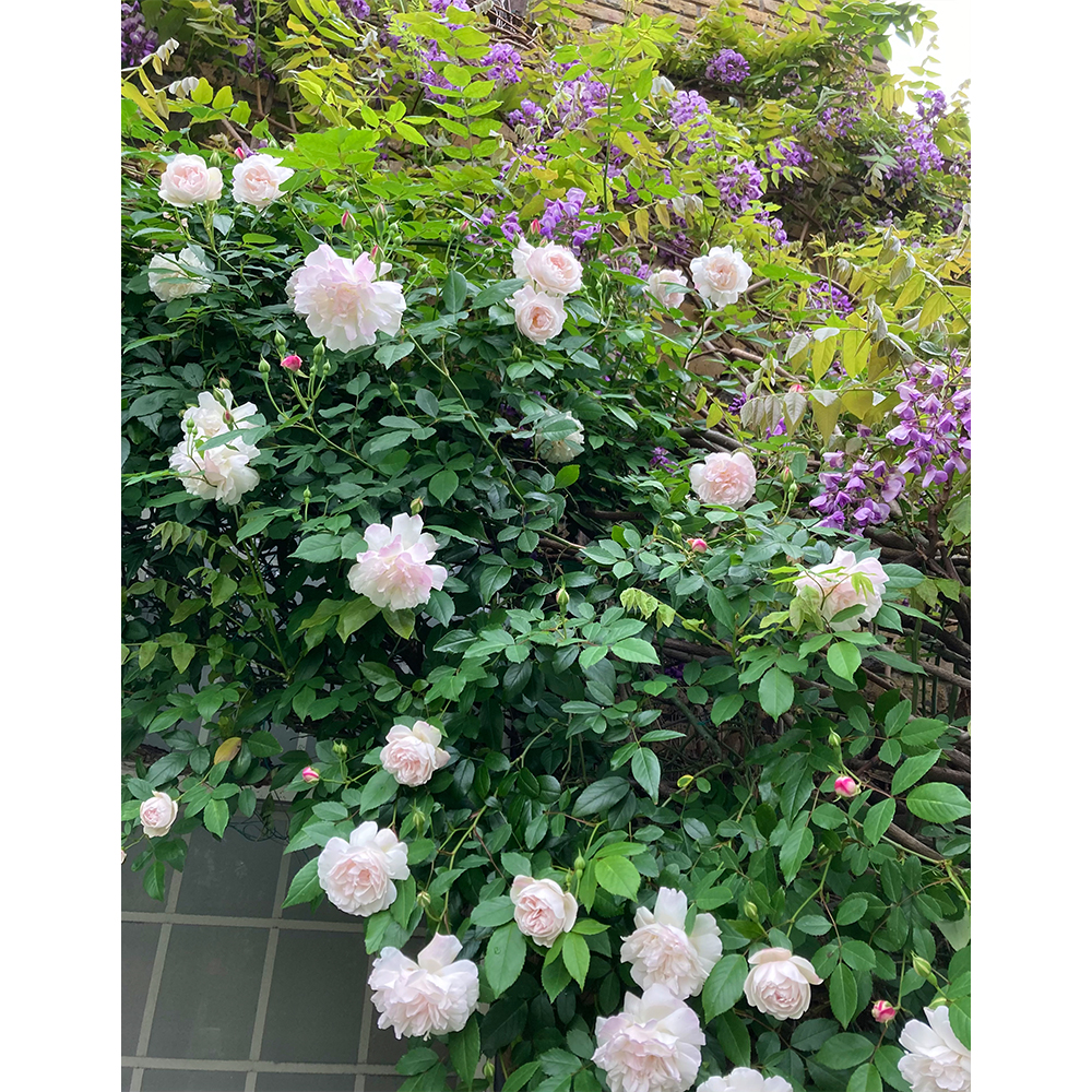 ５月のオープン予定日です
