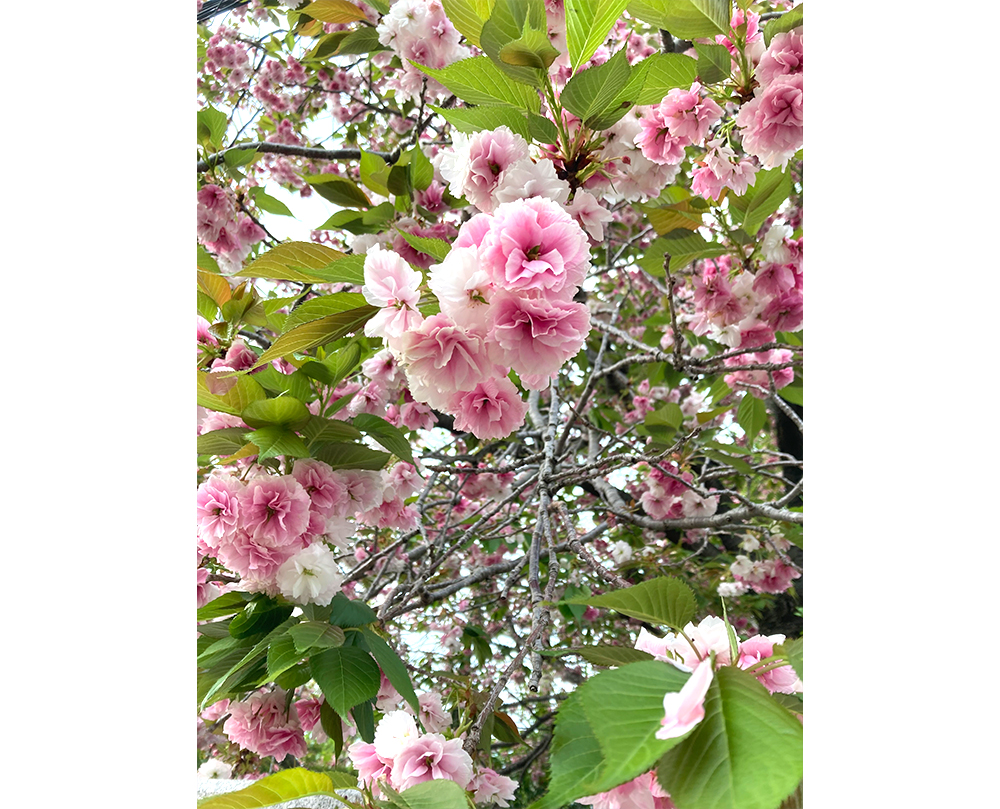 4月のオープン予定です