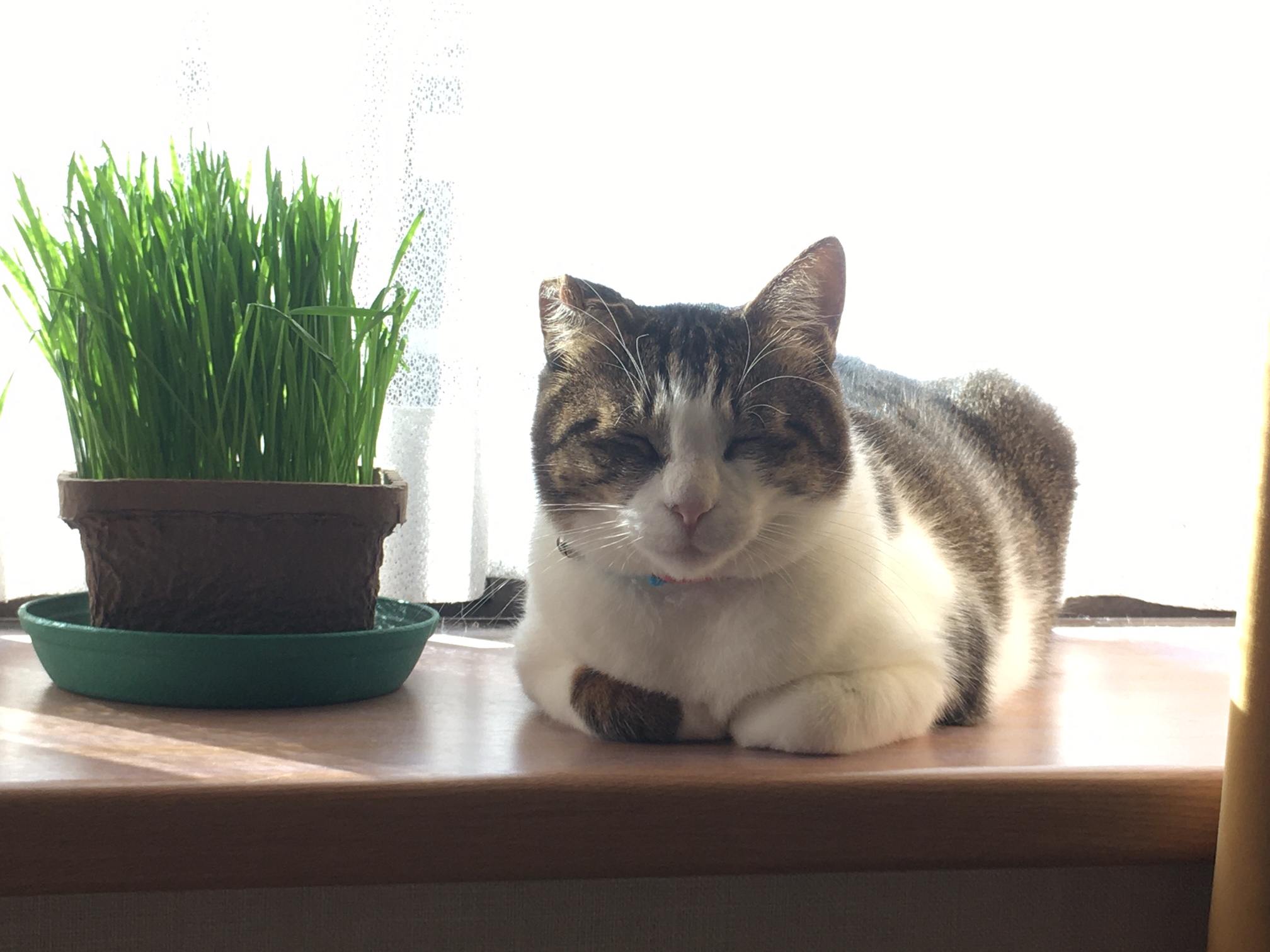 ニャンコとしあわせ