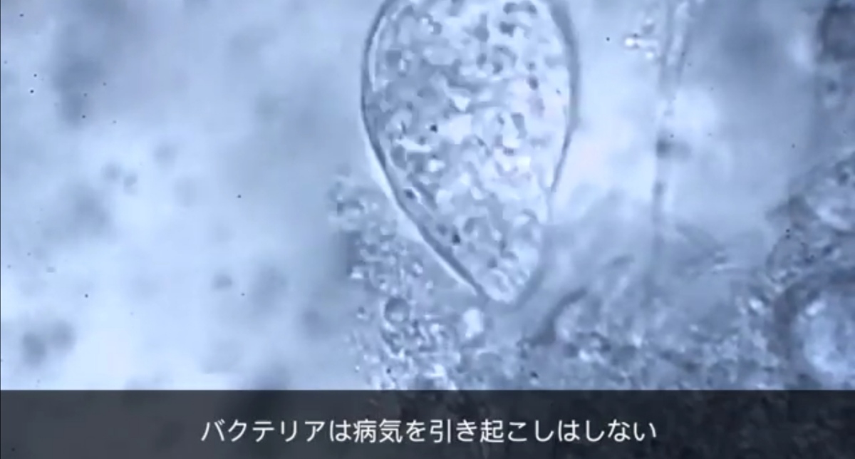 ここで売っているわけではないですが、本の紹介動画『ウイルスは存在しない！』
