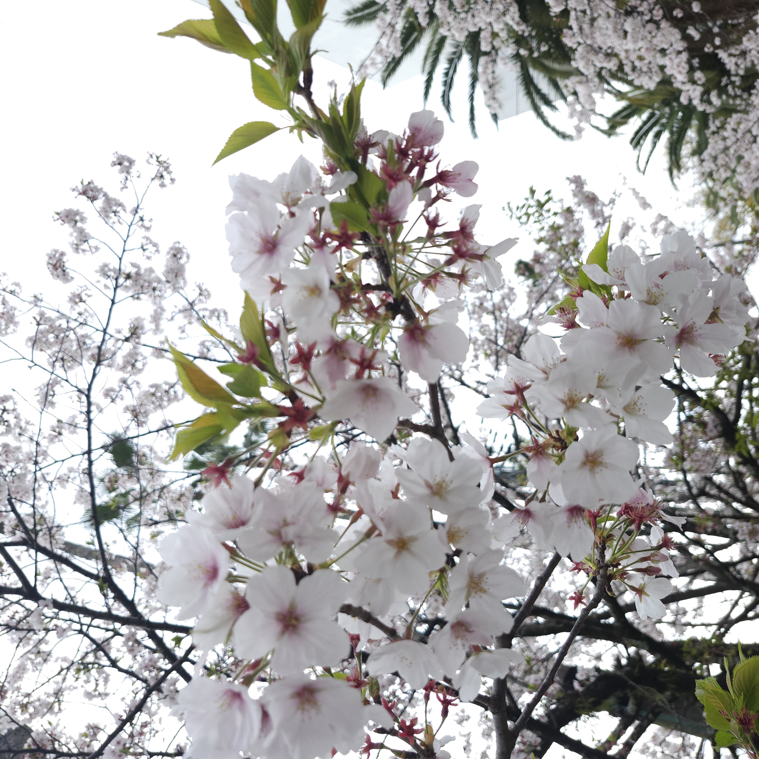 今日から5月です