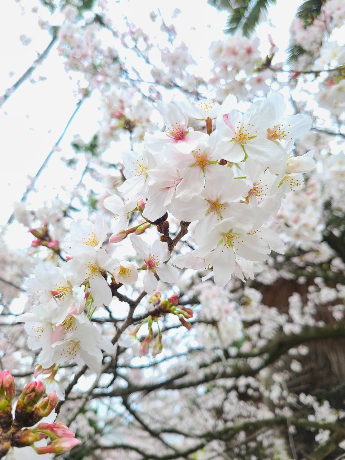 春爛漫