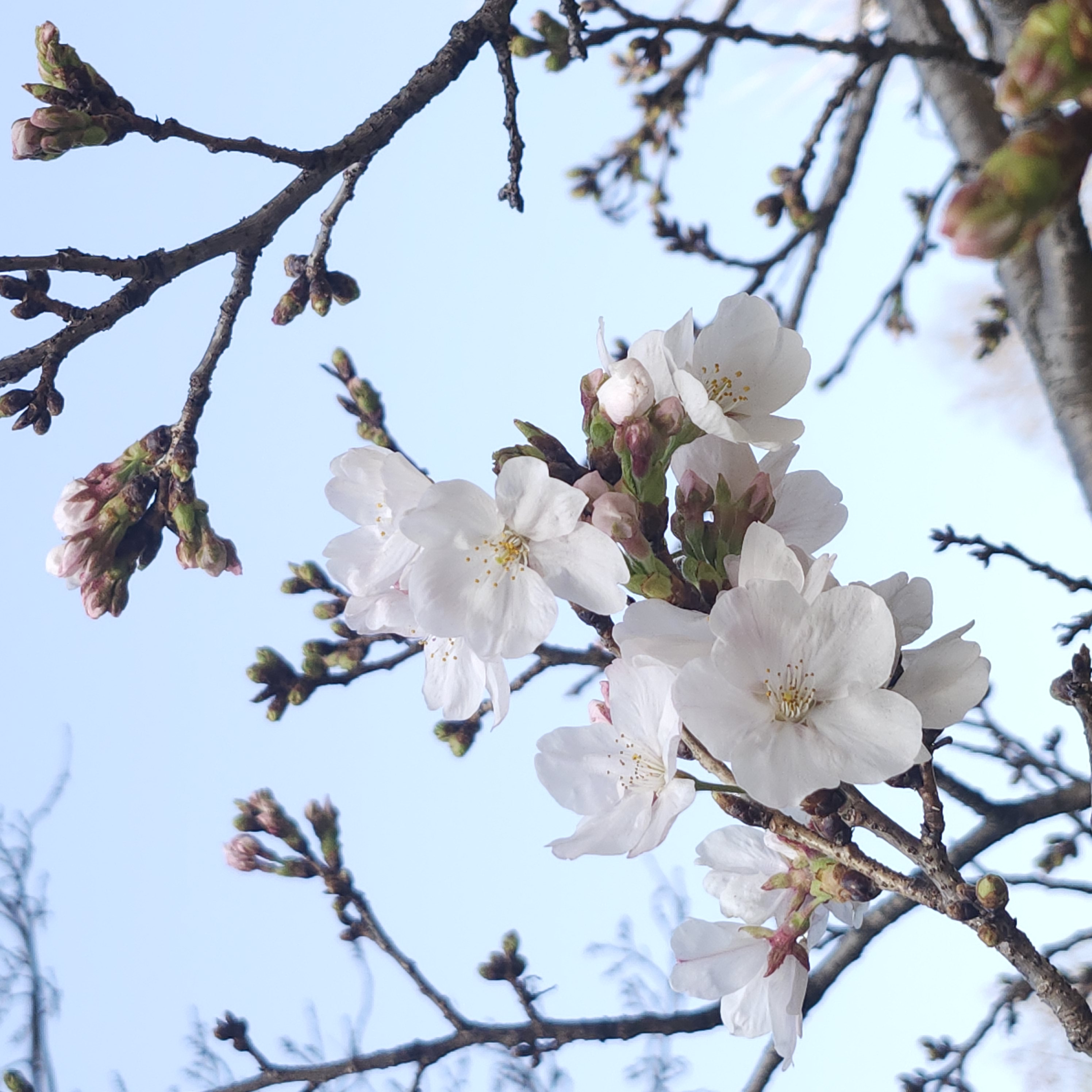 桜がきれいに咲いています