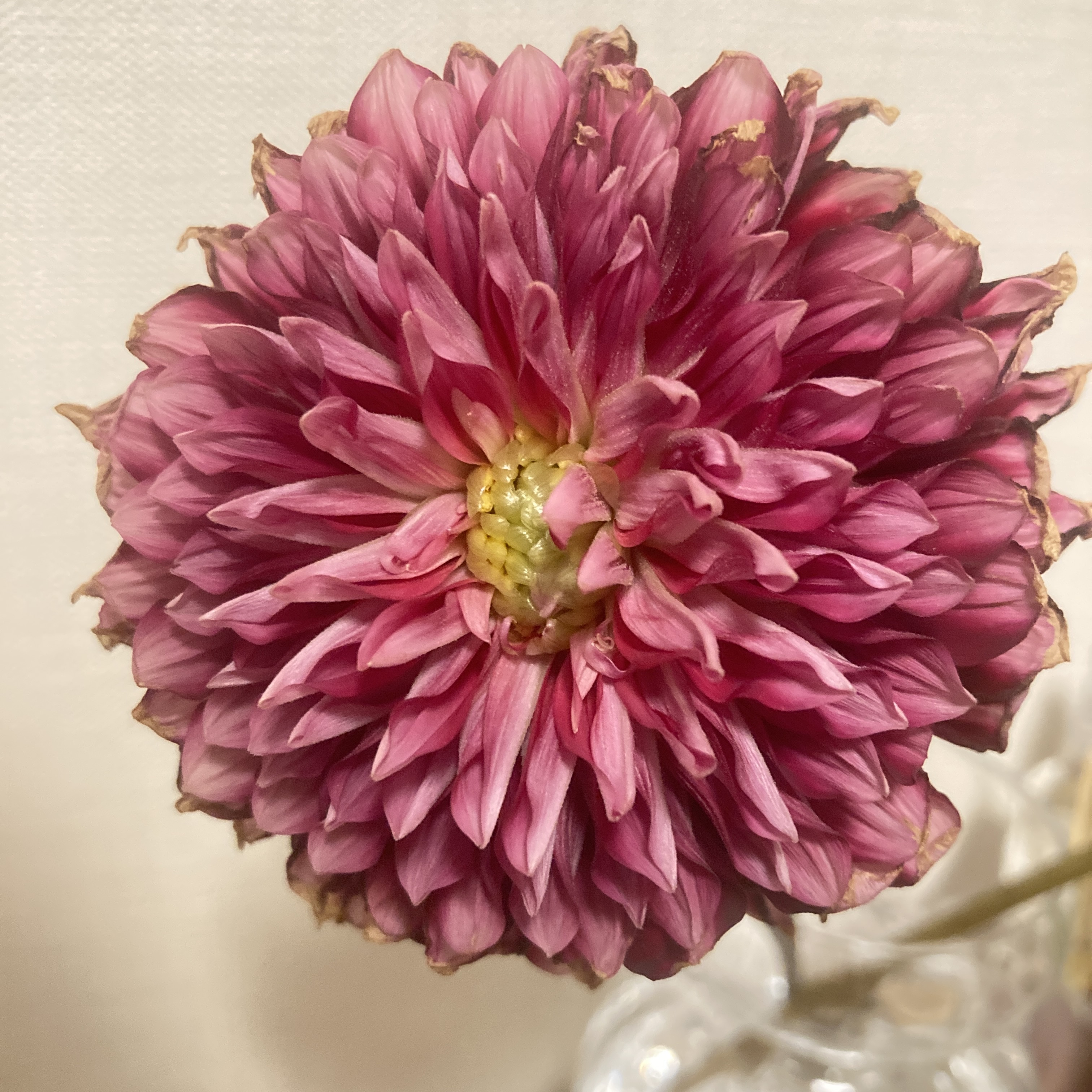 ダリアの花びらを観察