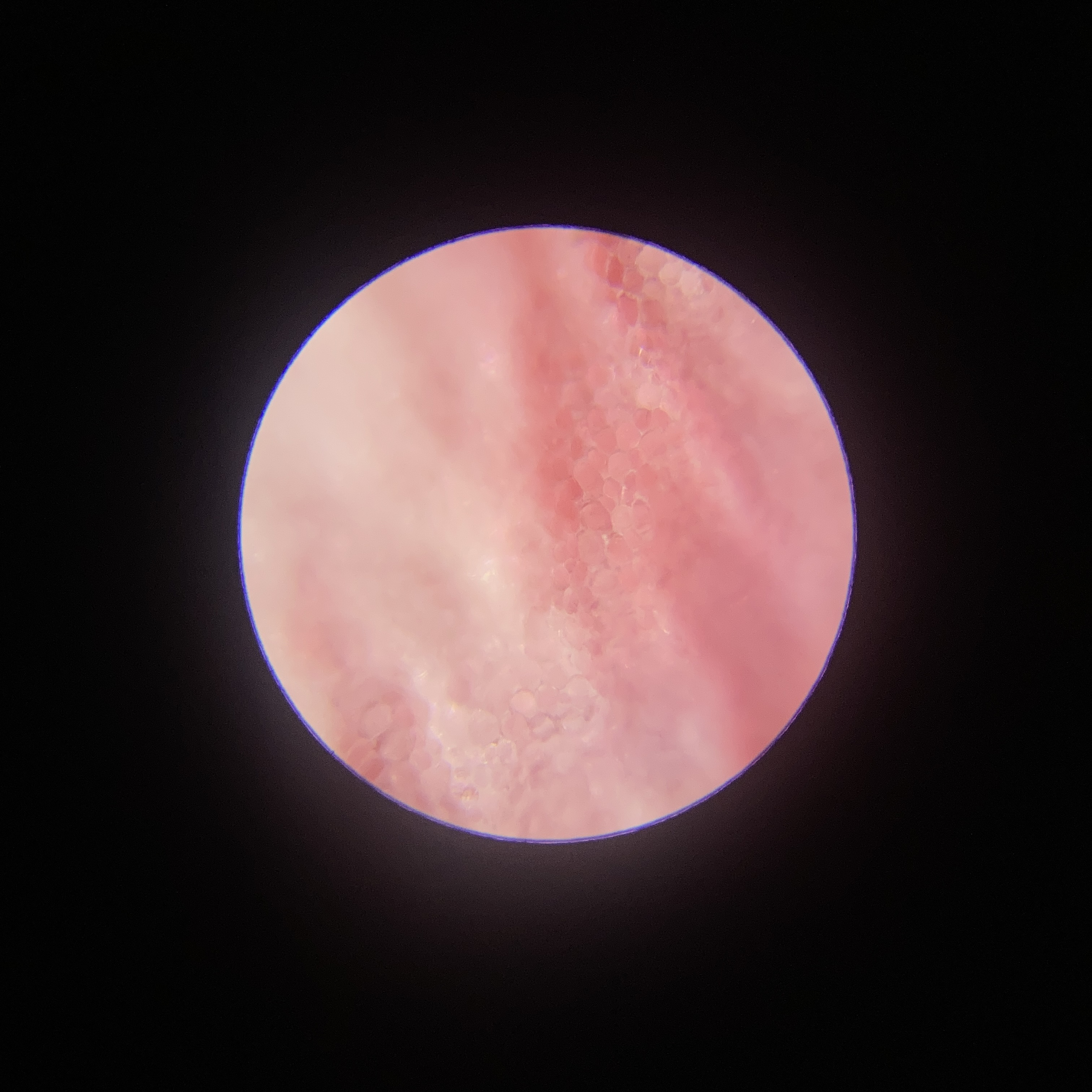 1つの観察物の中のたくさんの惑星