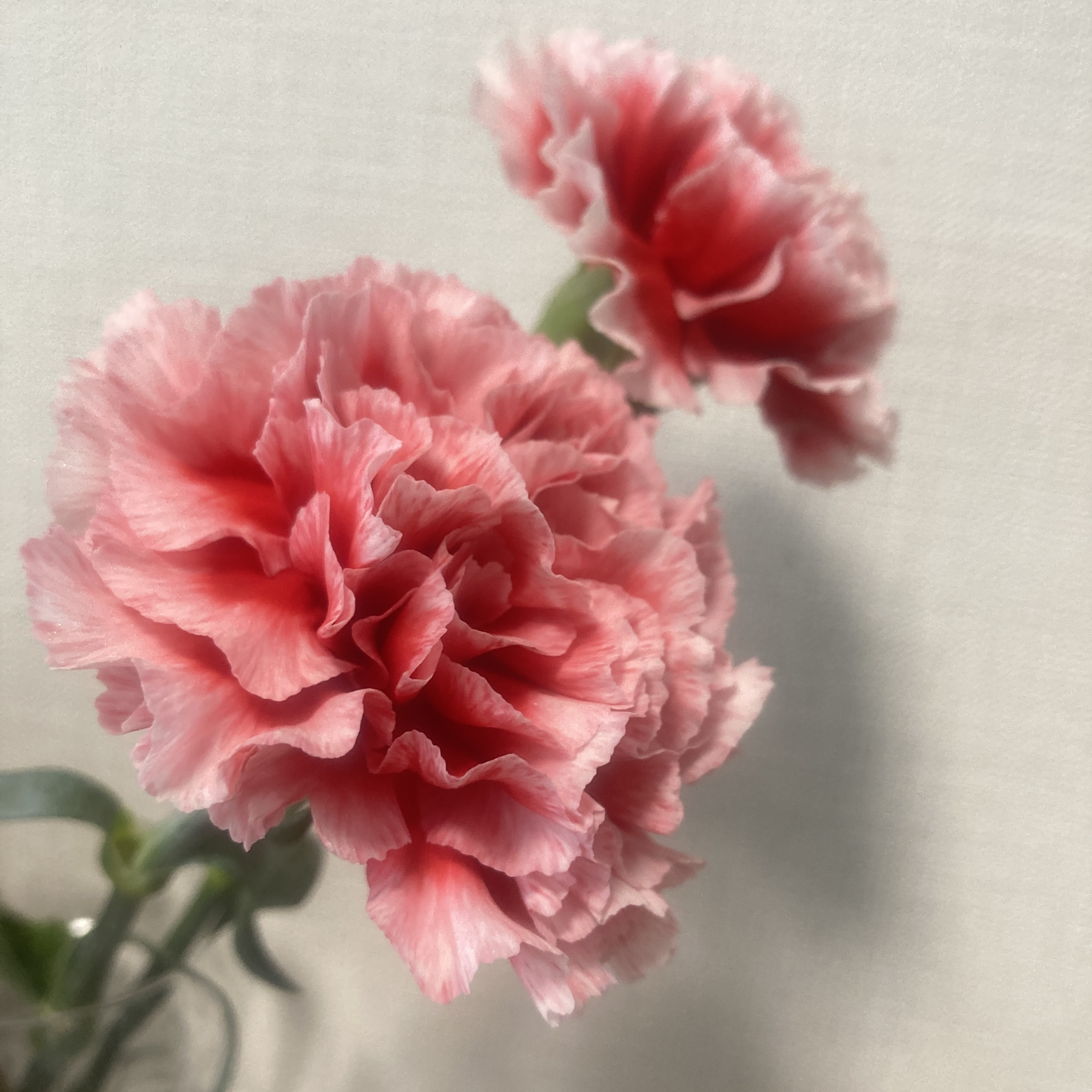 カーネーションを観察