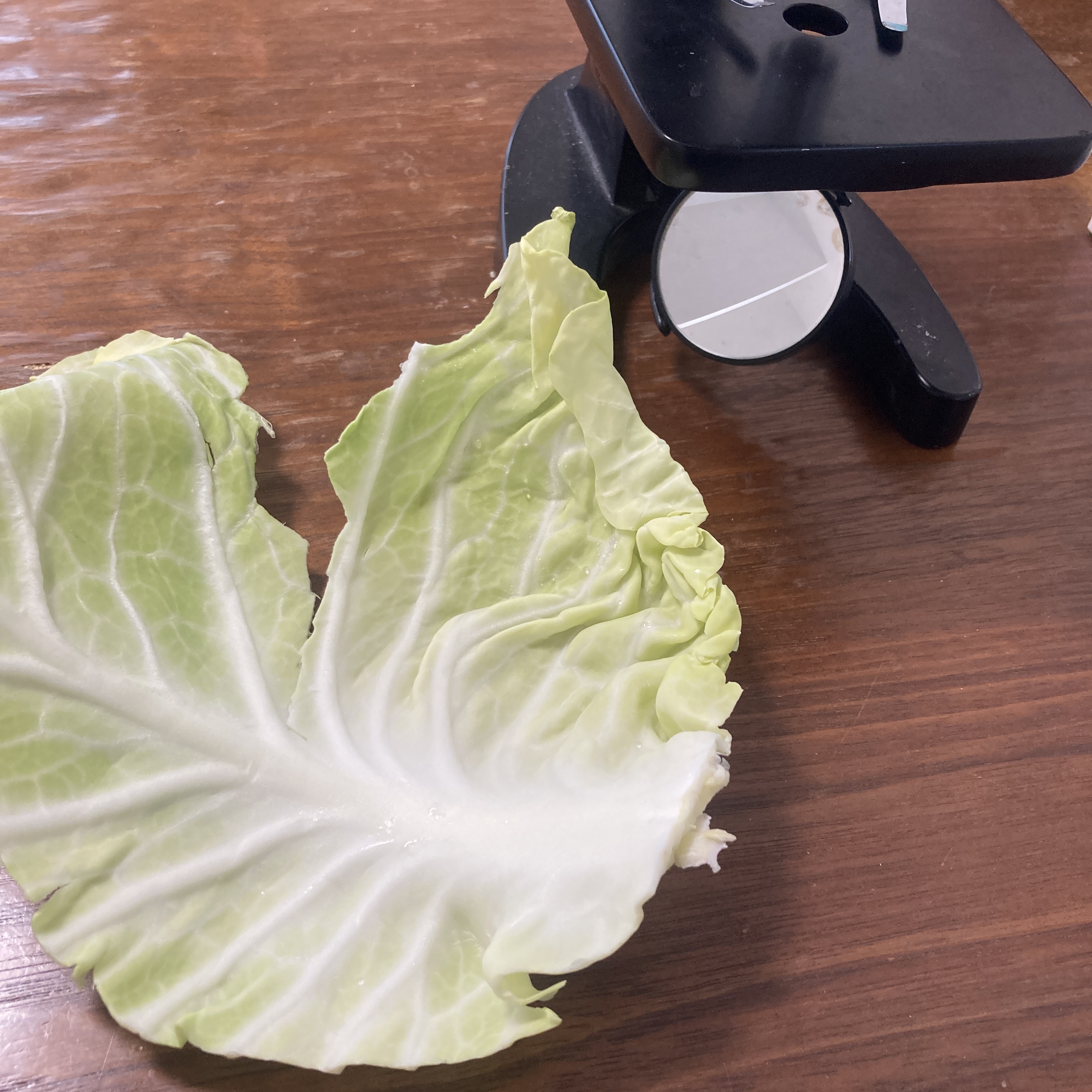 春の野菜を顕微鏡で