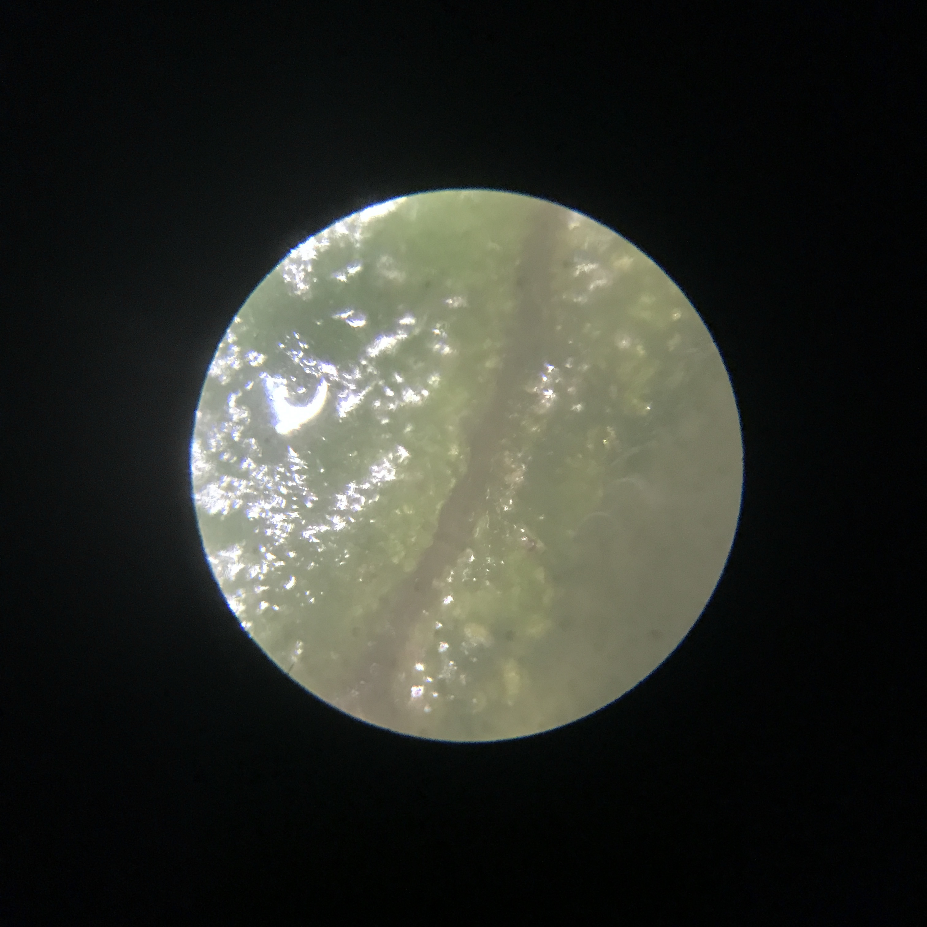 このmicroplanetsは？