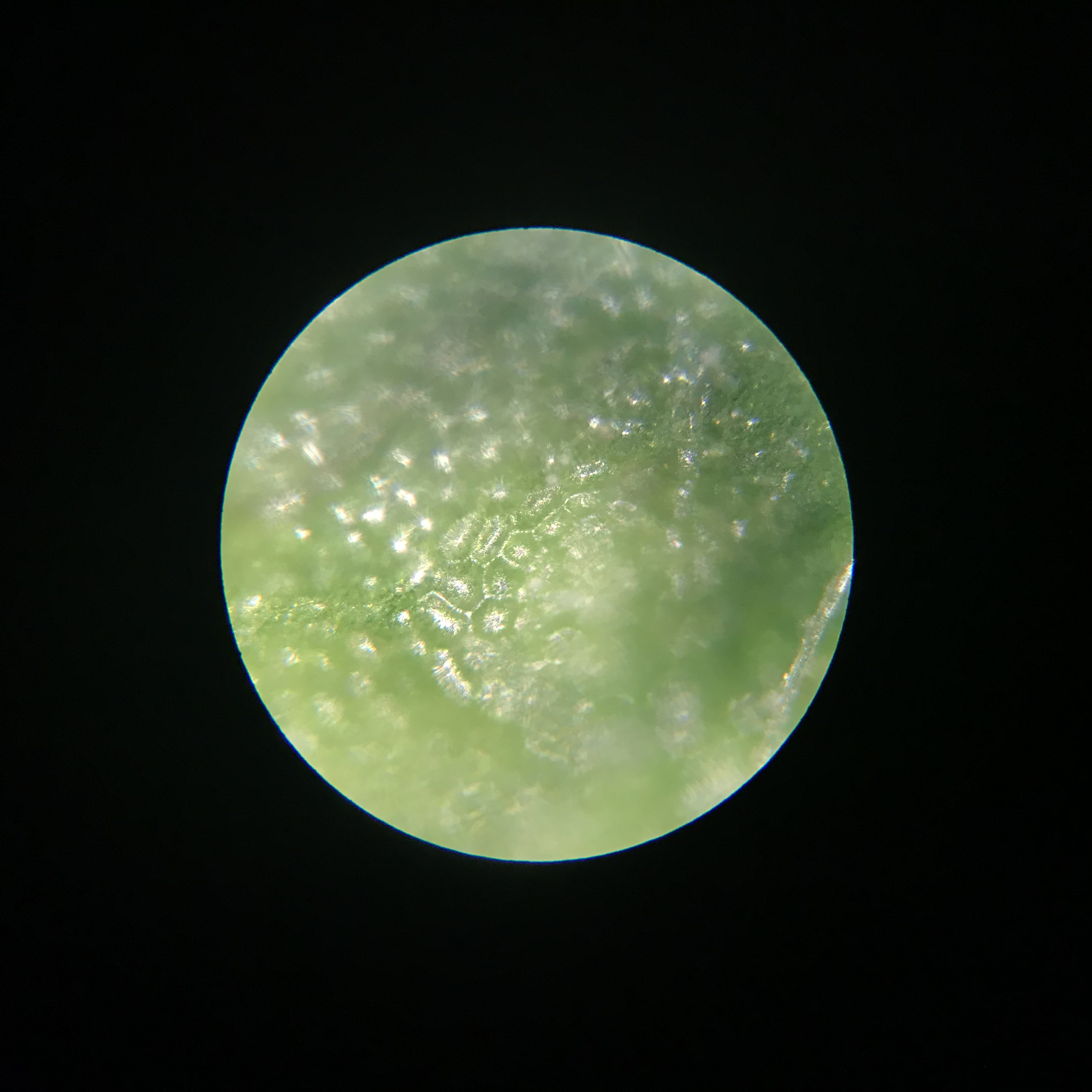 このmicroplanetsは？