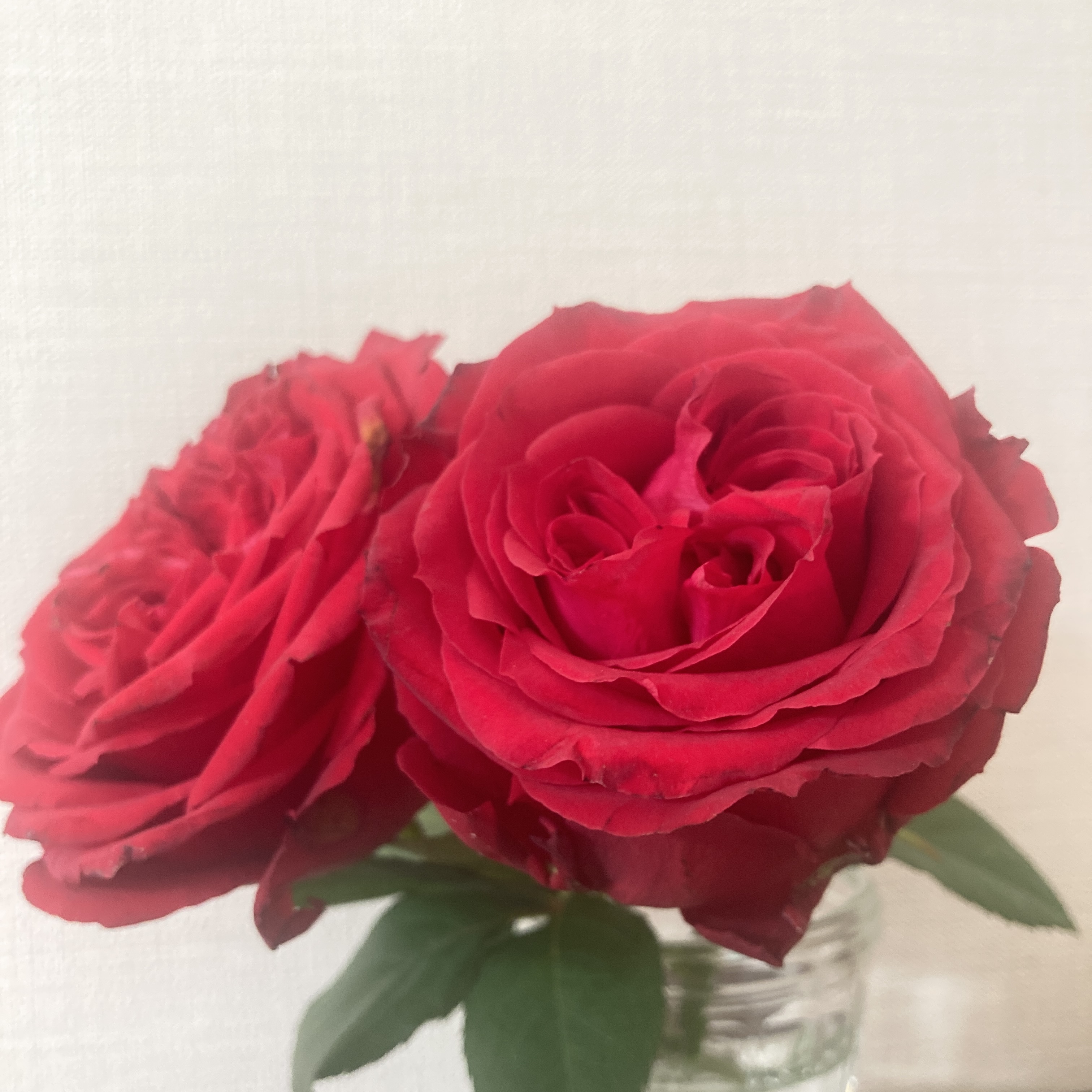 5月のバラ