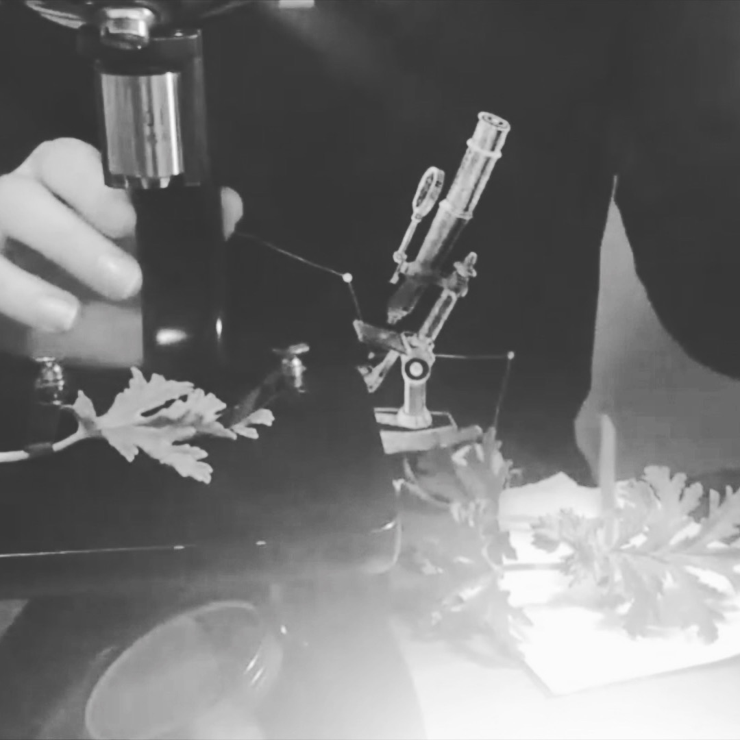 microplanetsの採集の様子