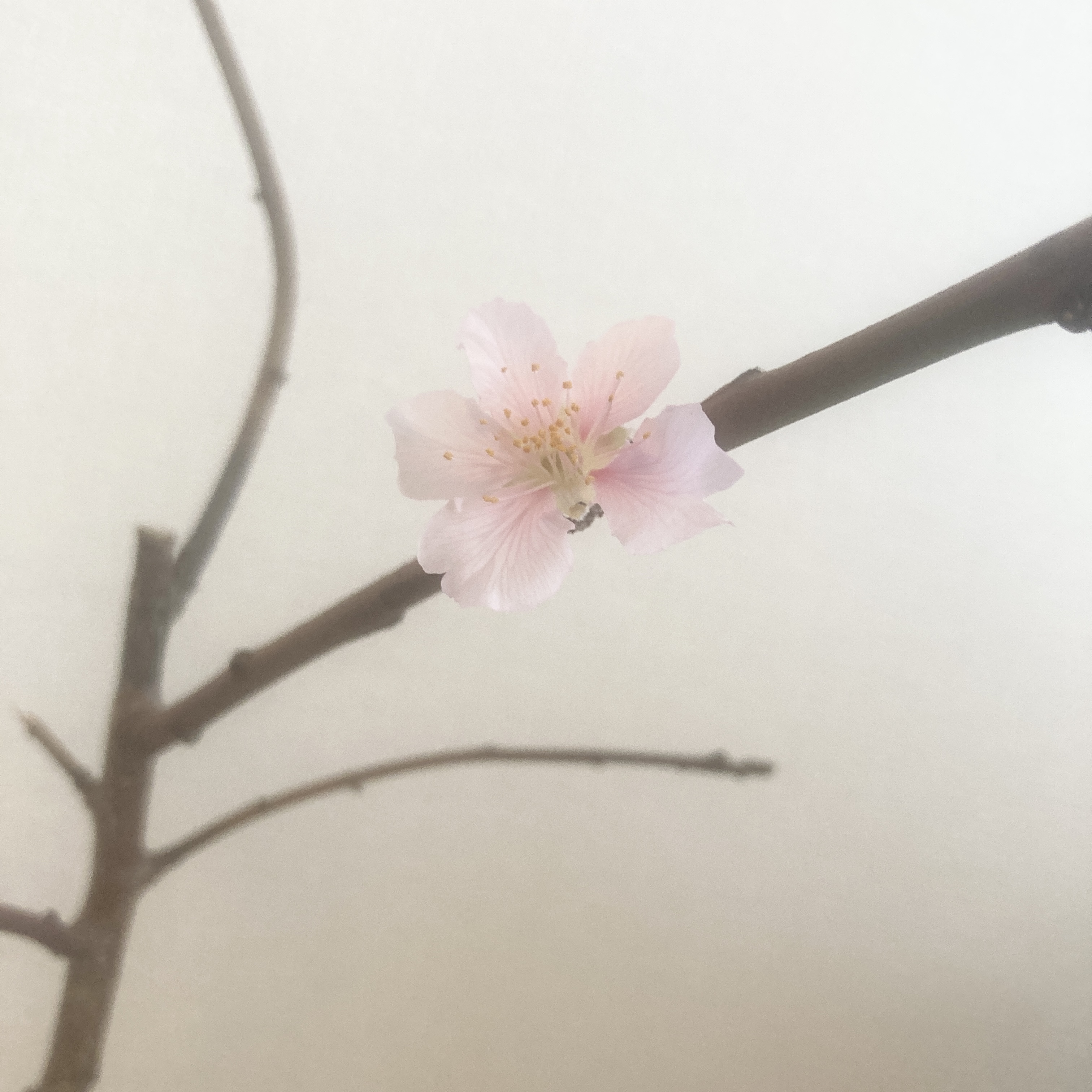 春が来た？