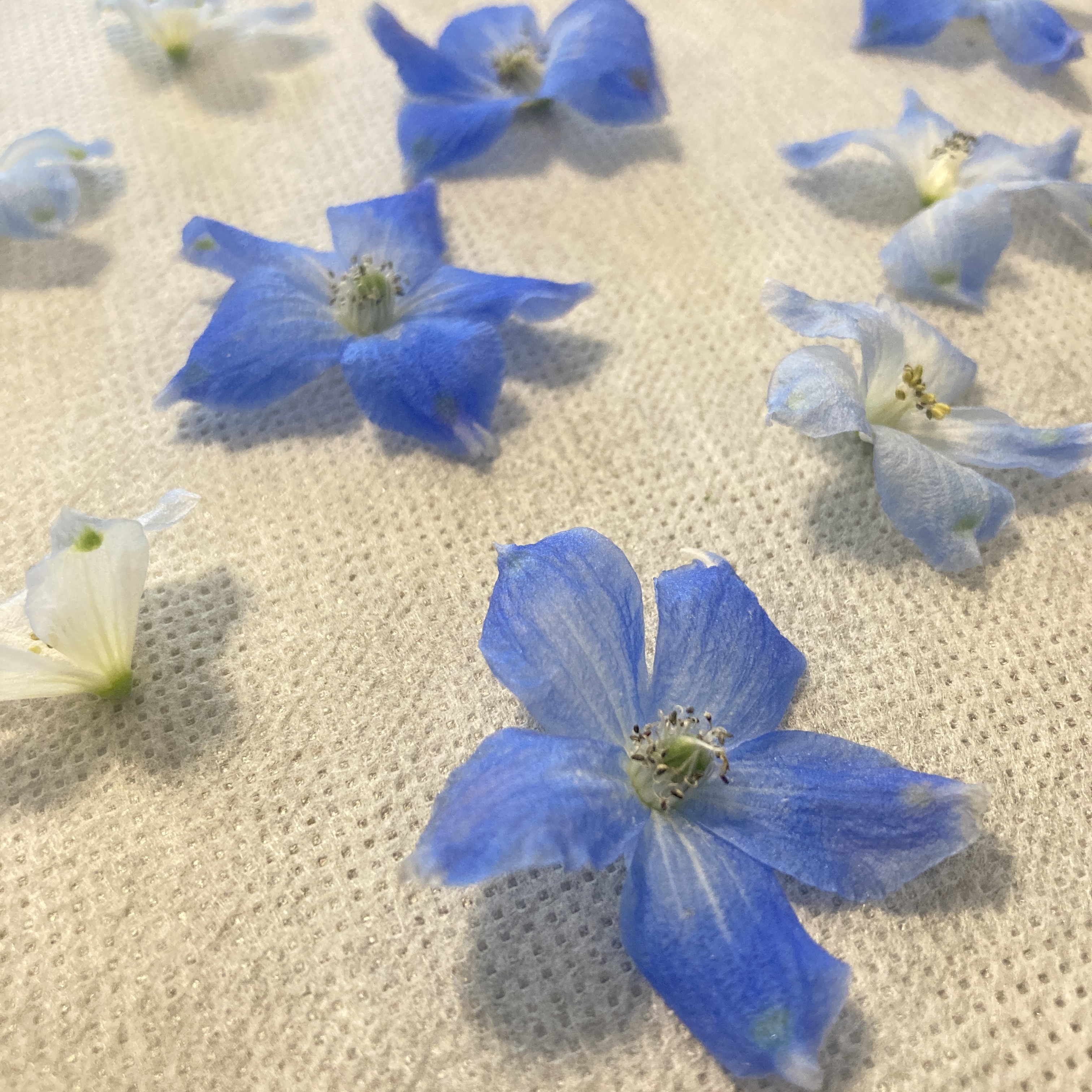デルフィニウムの押し花